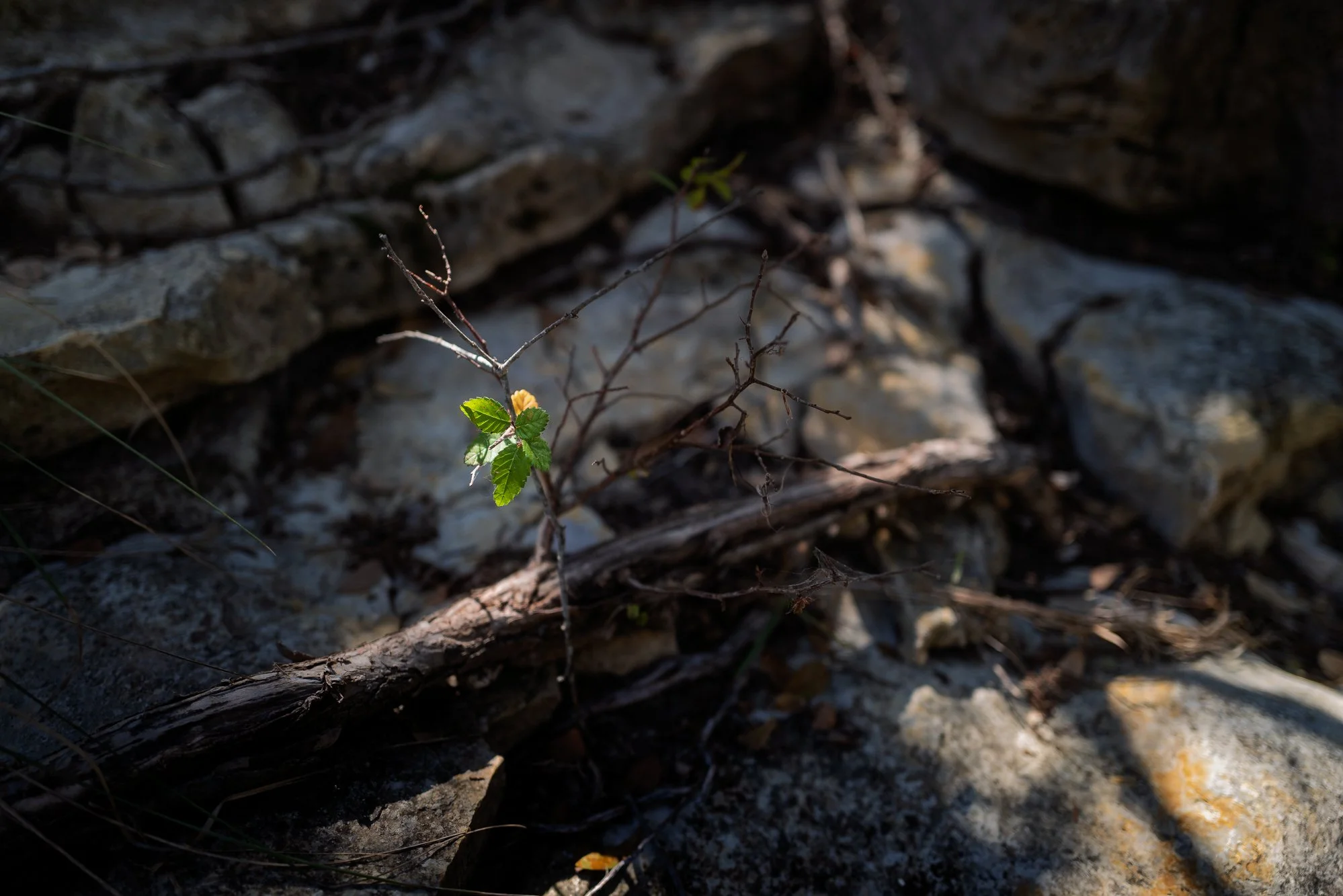 L1006032.jpg