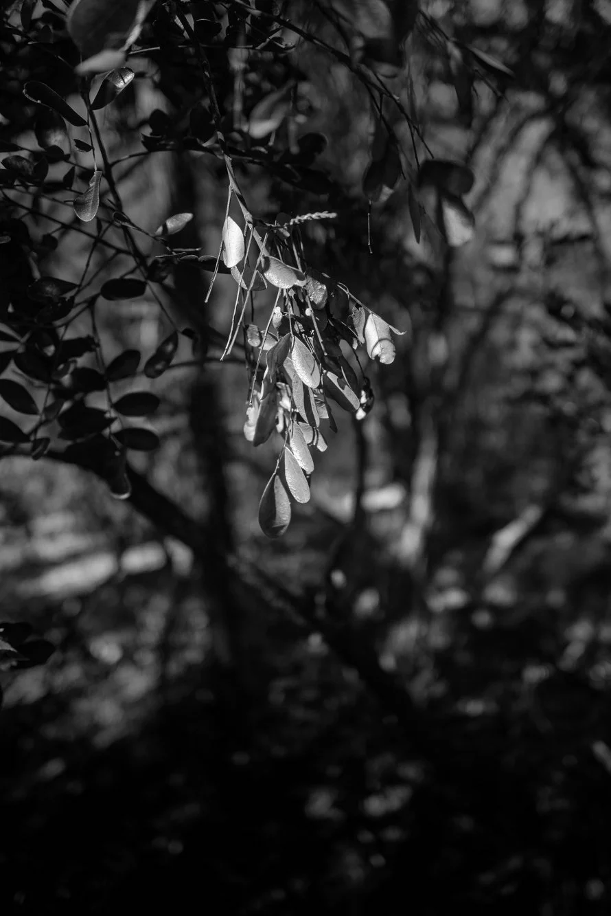 L1006007.jpg