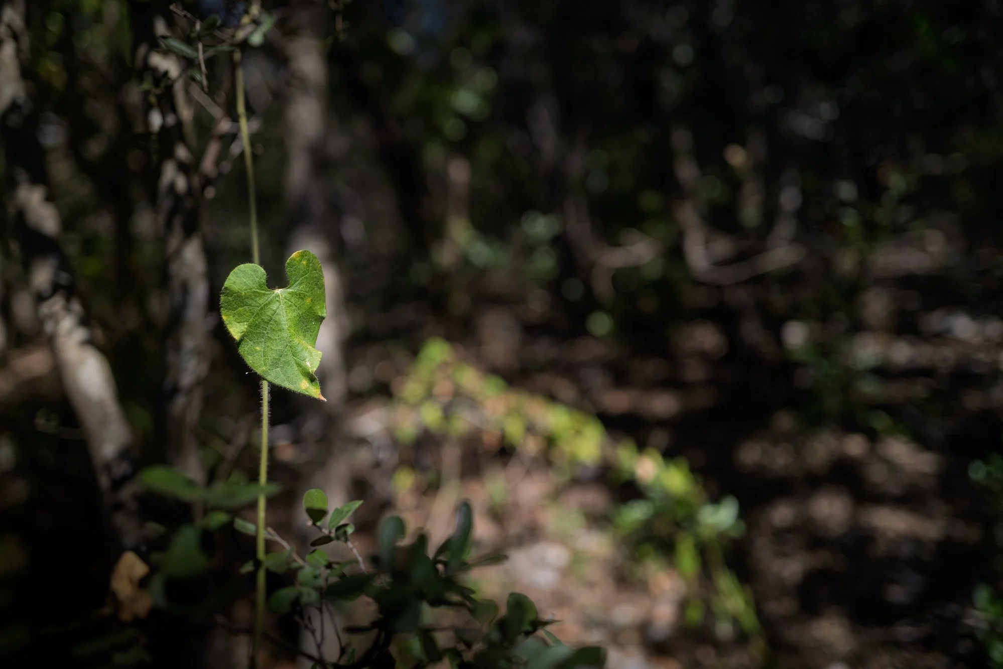 L1006004.jpg
