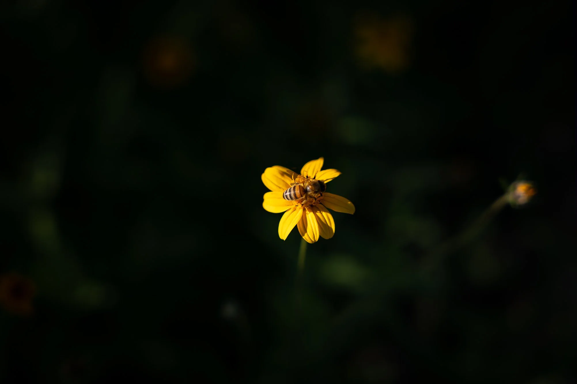L1000019.jpg