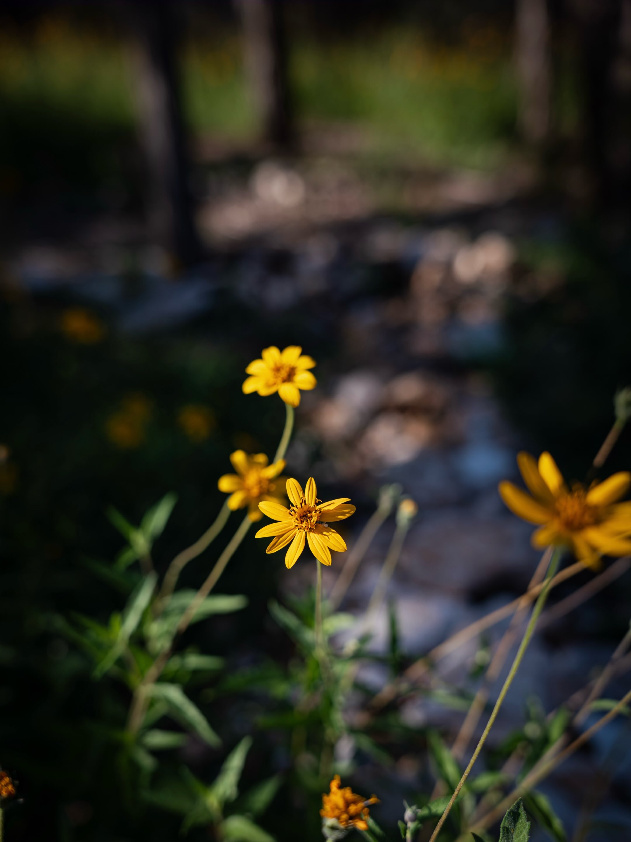 Life has been interesting as of late, thus the radio silence. A lot has transpired over the last month or two, of which I will possibly go into detail about later. Or, maybe not. I did get a new camera, which has been amazing. The images in this post