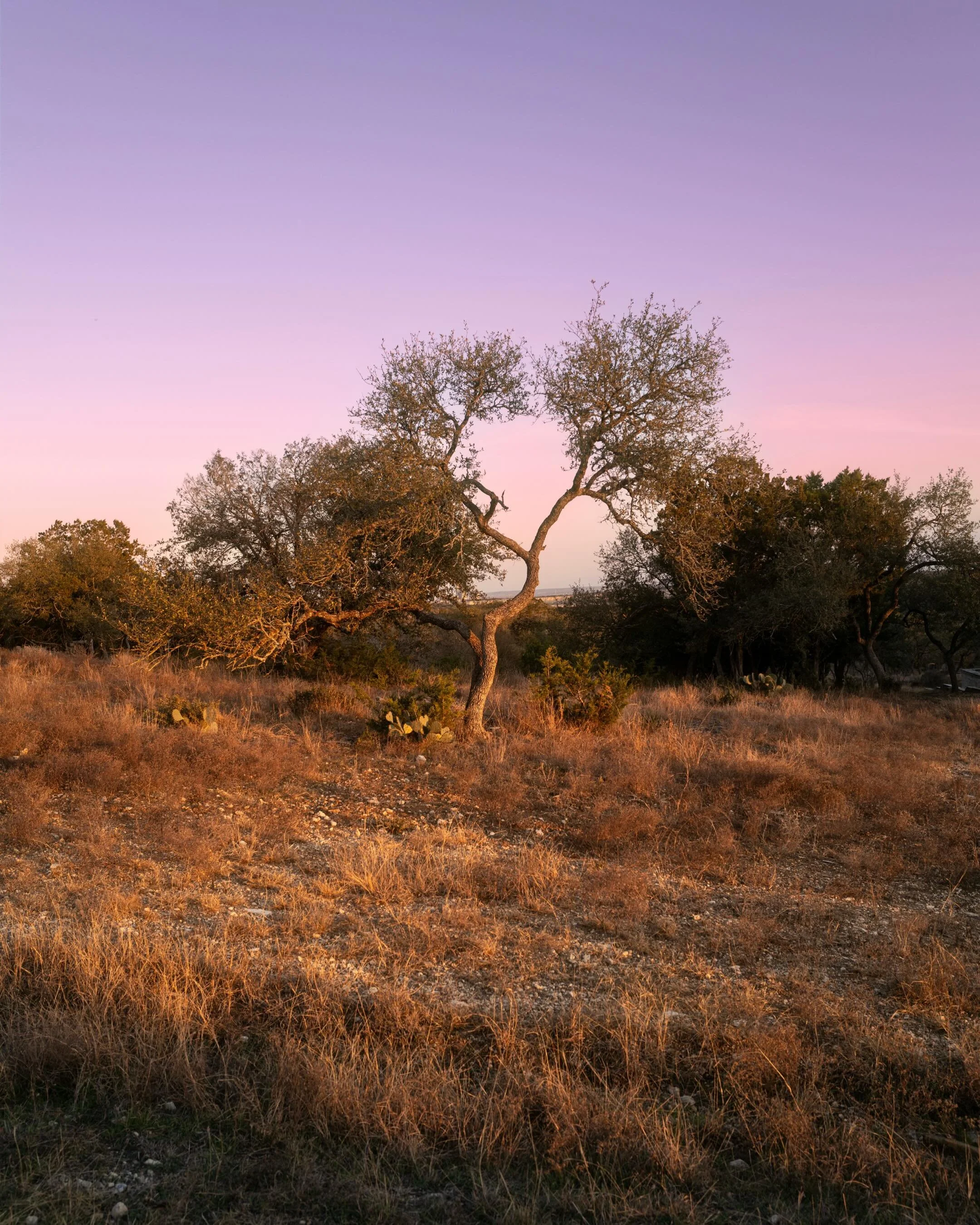 A random walk around the property on an evening not too long ago. Chasing the last bit of light and enjoying my time outside before summer officially arrives.