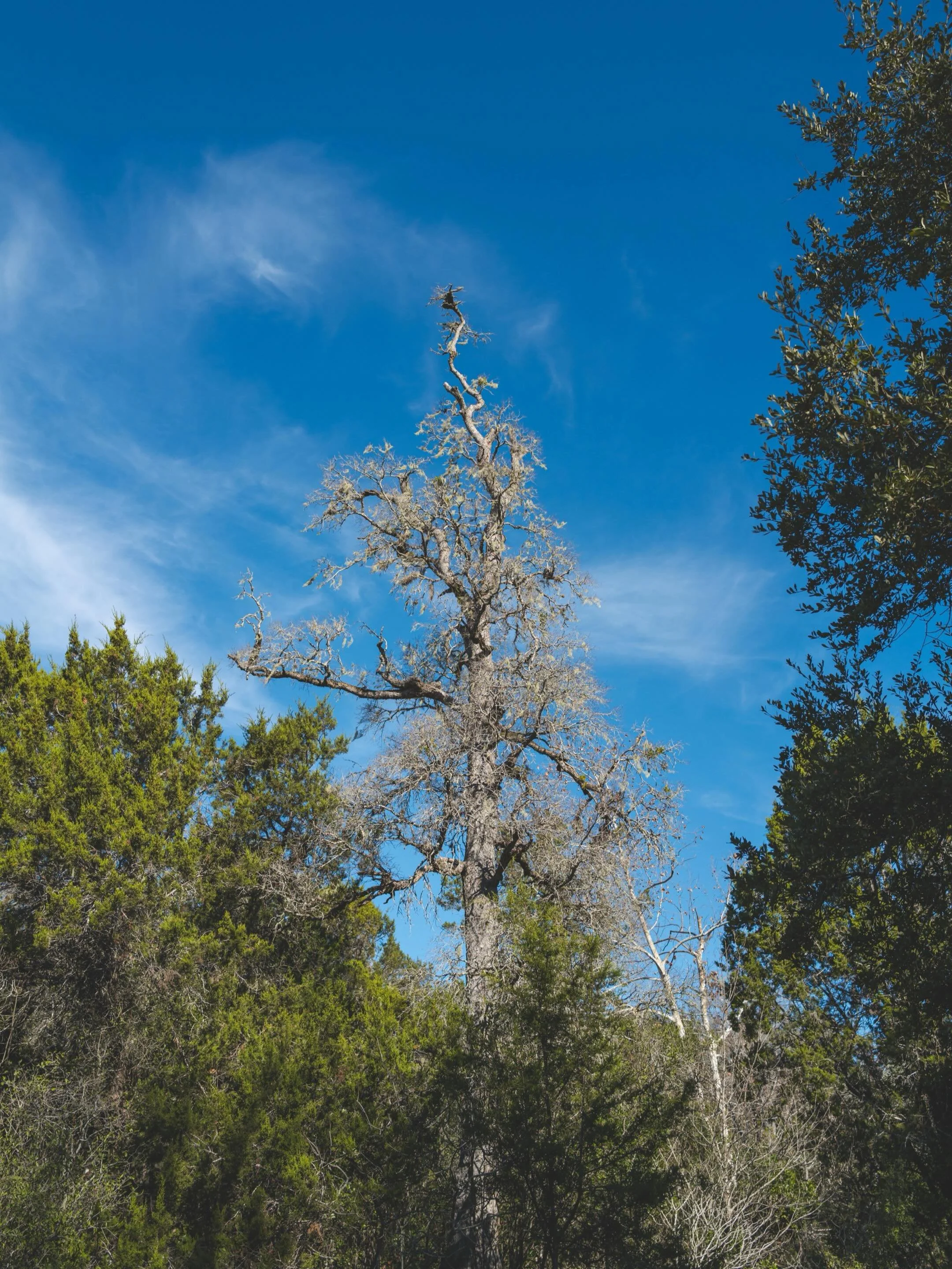 Less social media, and more time outside. That is all. Randomness from around the house. #leica #lifeisbetteroutside #exploretexas #nature #txhillcountry