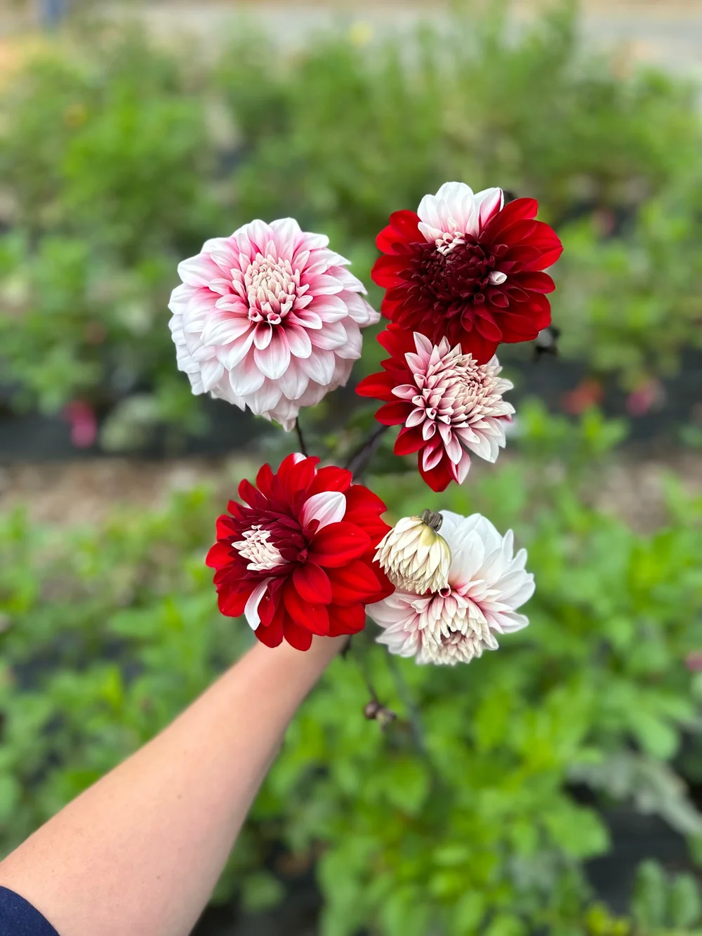 AC Hwy 61 — Barley's Blooms