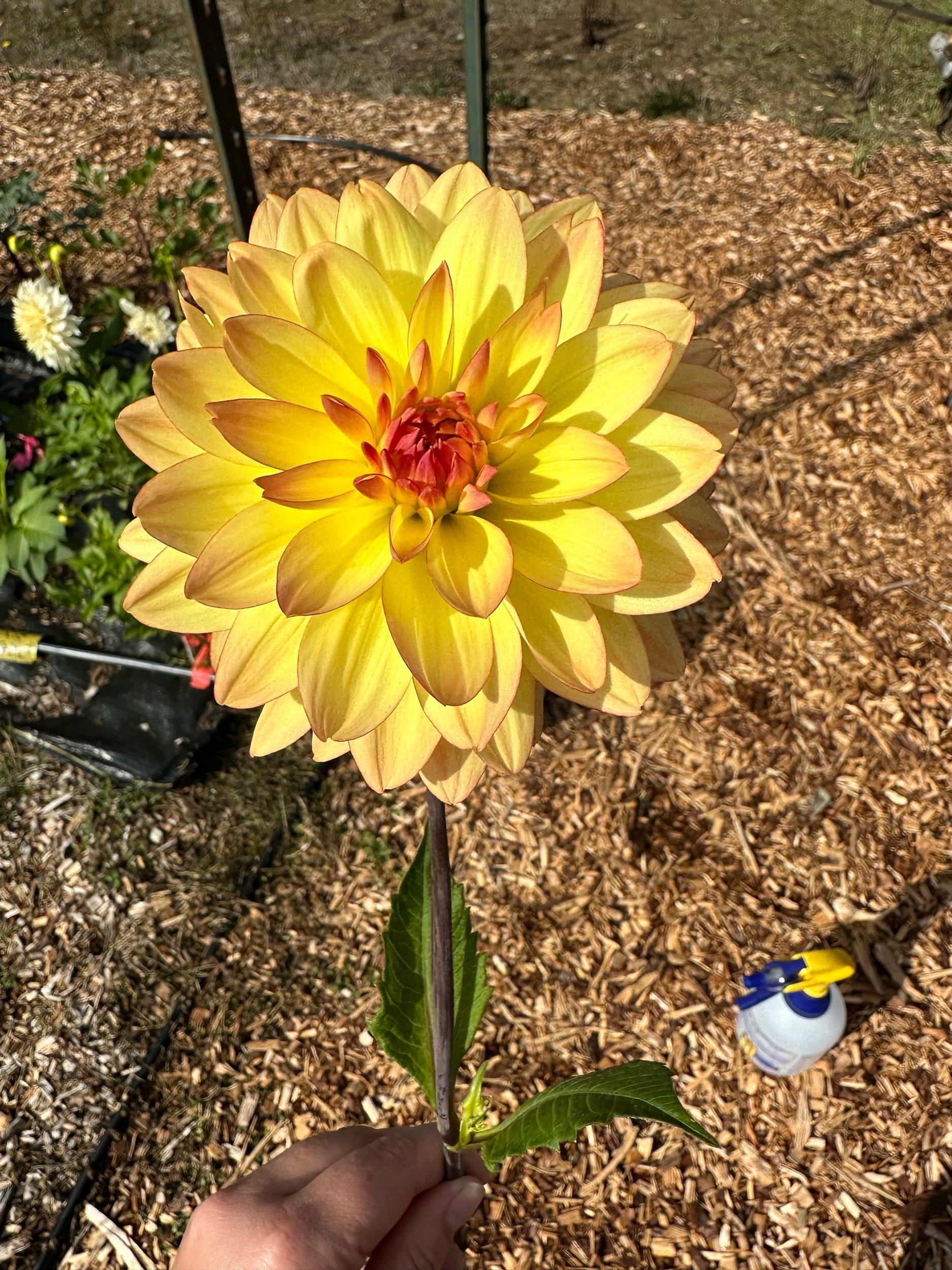 5D9FF143-BF7D-45E0-BB4F-2710F5496FA1.jpeg