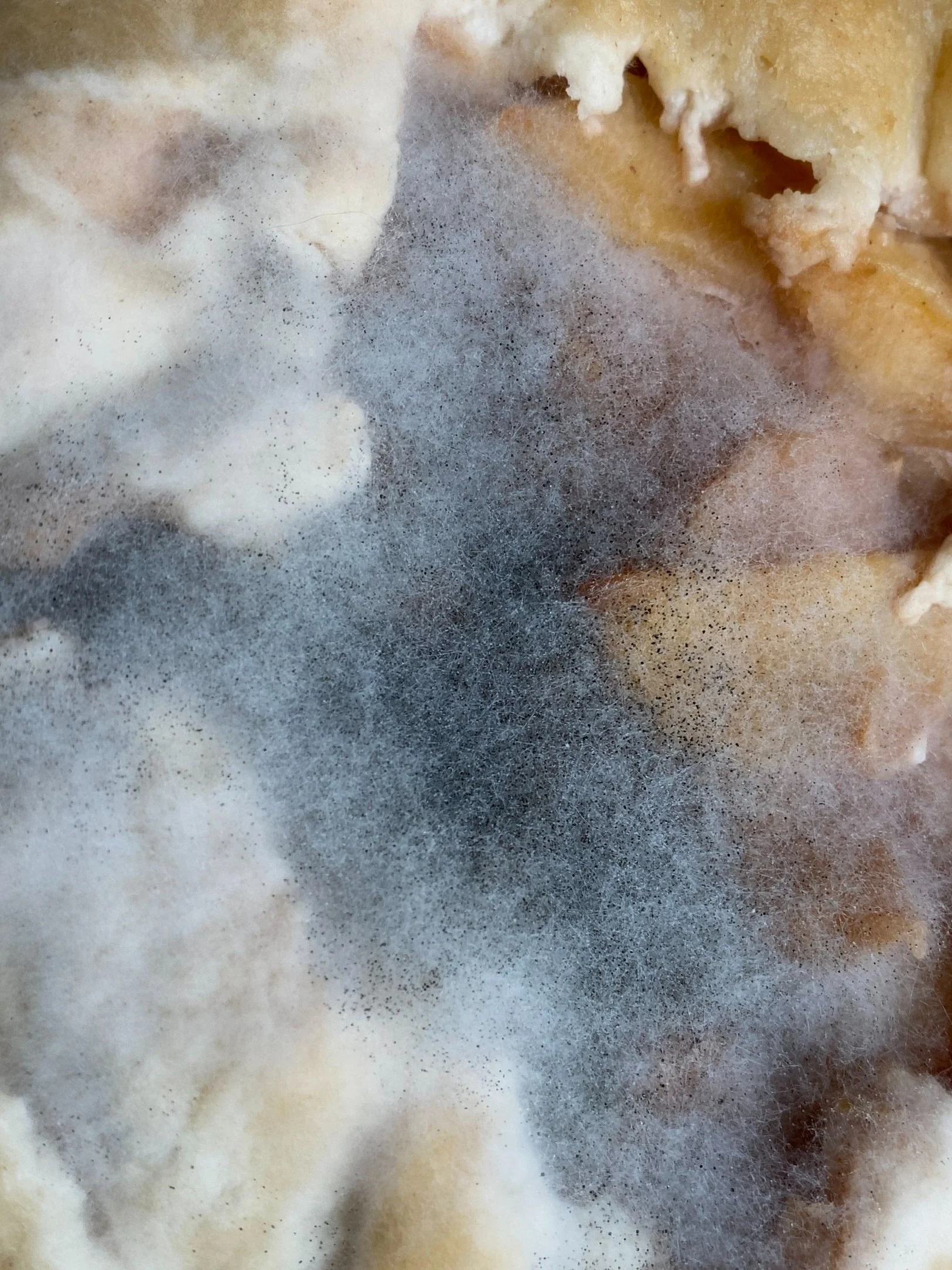 Can you put moldy food in bokashi? — Garden of Oz