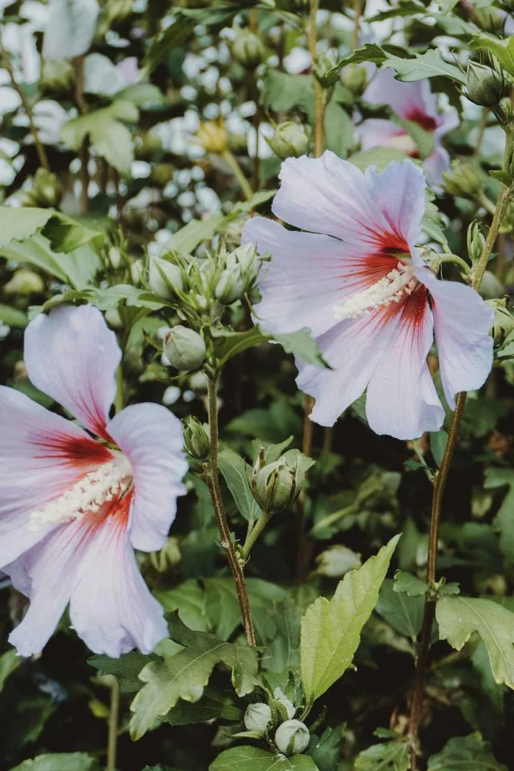 Close-up of pale hibiscus flowers with deep red centres surrounded by green leaves and buds.
