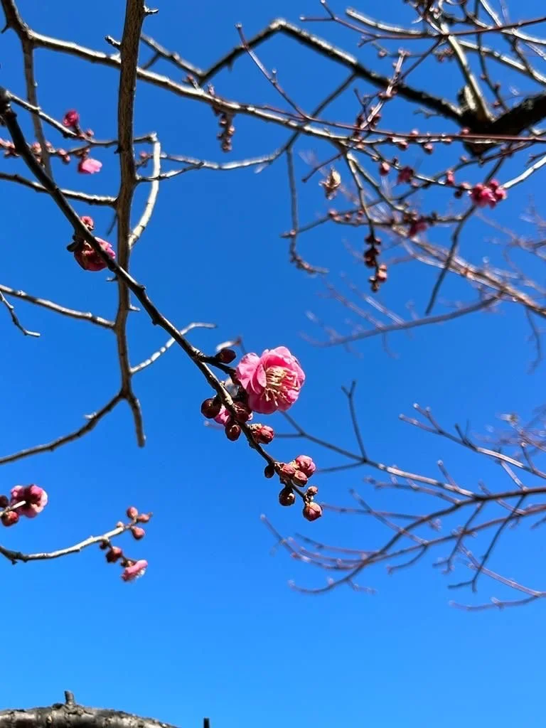 The Plum Grove of Okurayama Park- Japanese Home Cooking and Sweets in Tokyo