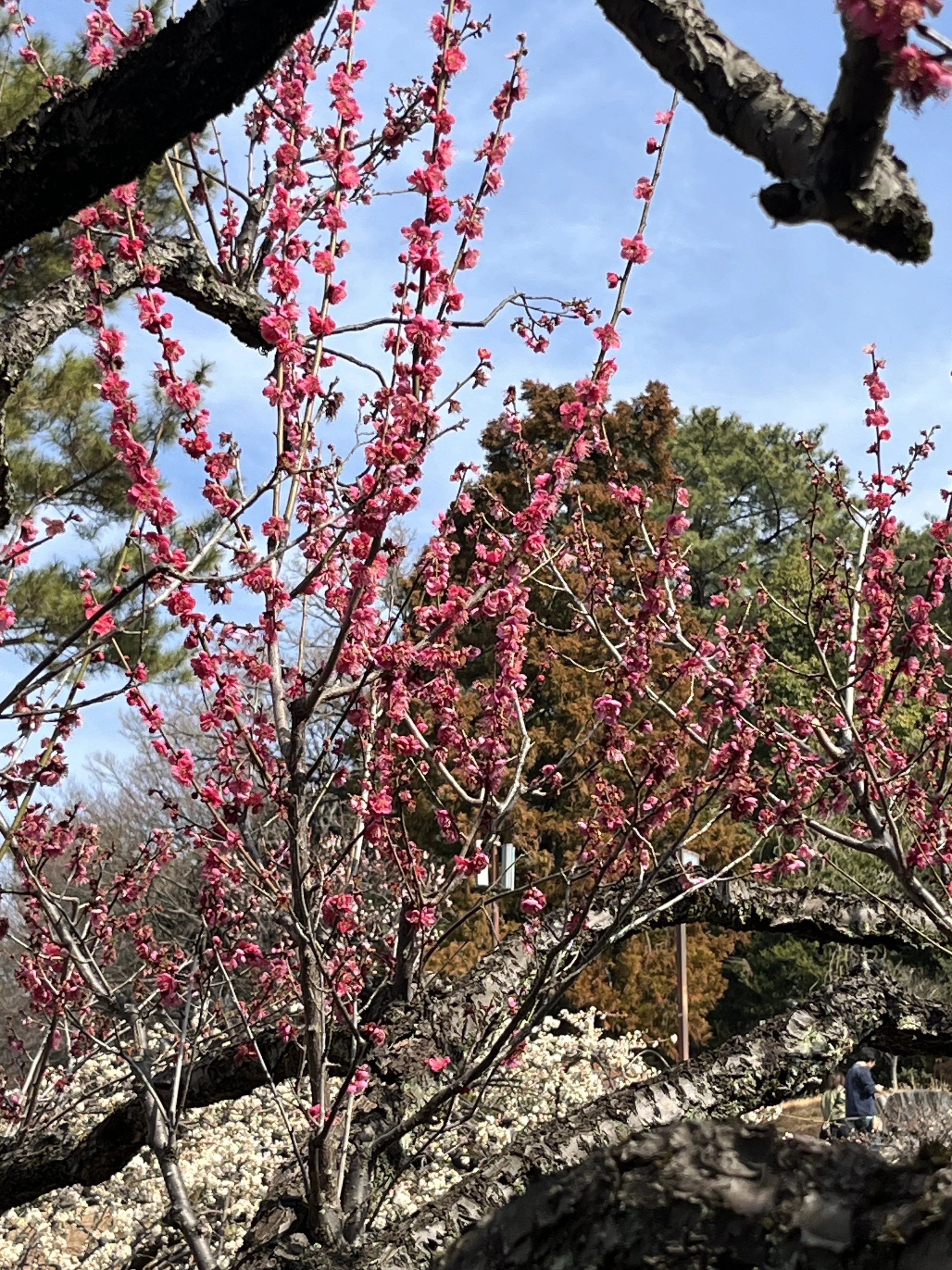 The Plum Grove of Okurayama Park- Japanese Home Cooking and Sweets in Tokyo