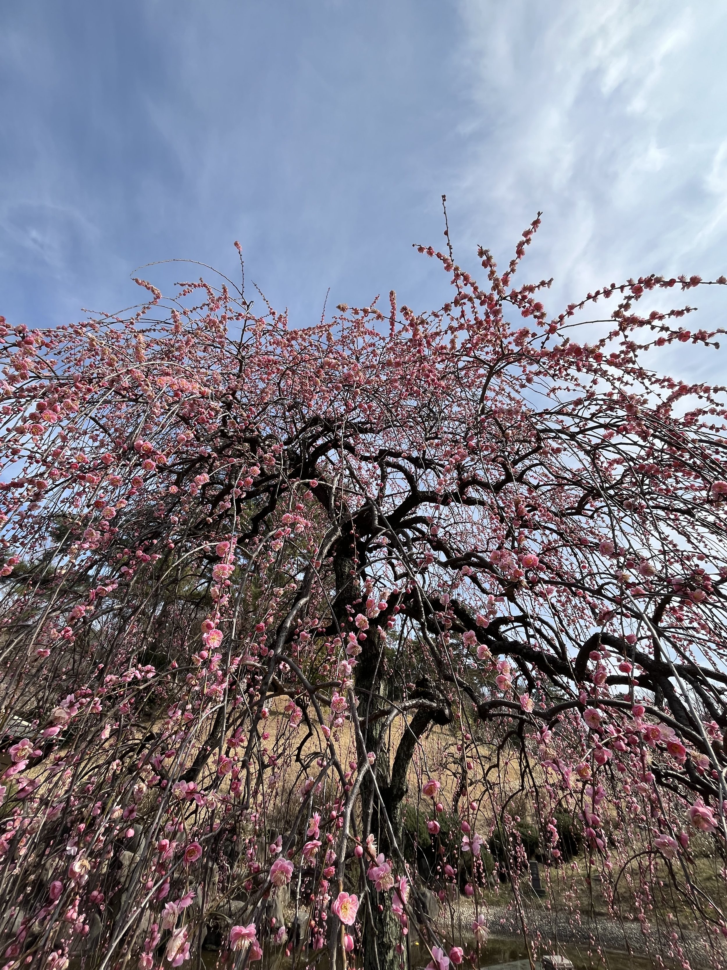 The Plum Grove of Okurayama Park- Japanese Home Cooking and Sweets in Tokyo