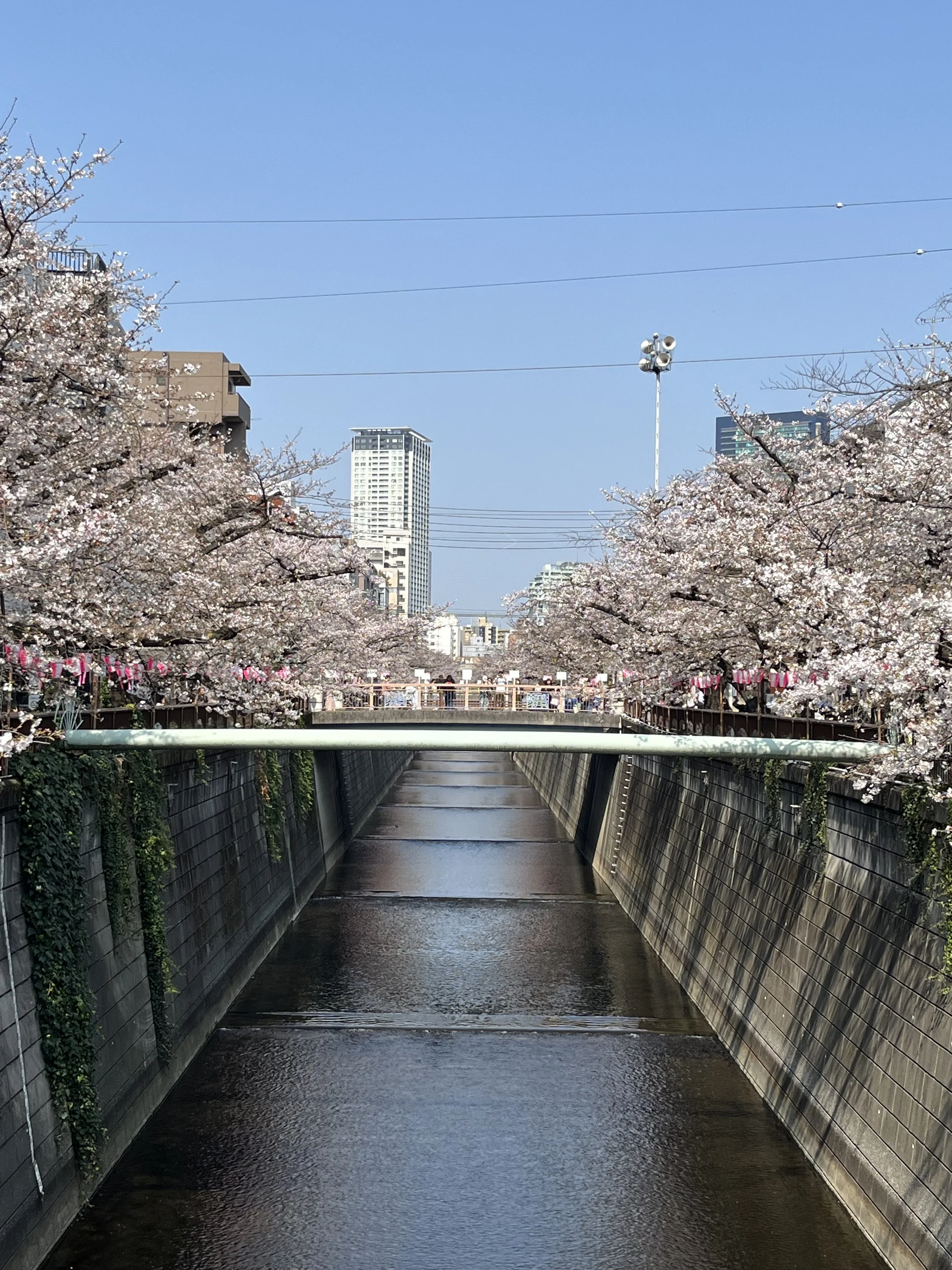 Cherry Blossoms and Sakura-mochi in Tokyo-Japanese Home Cooking and Sweet Class in Tokyo