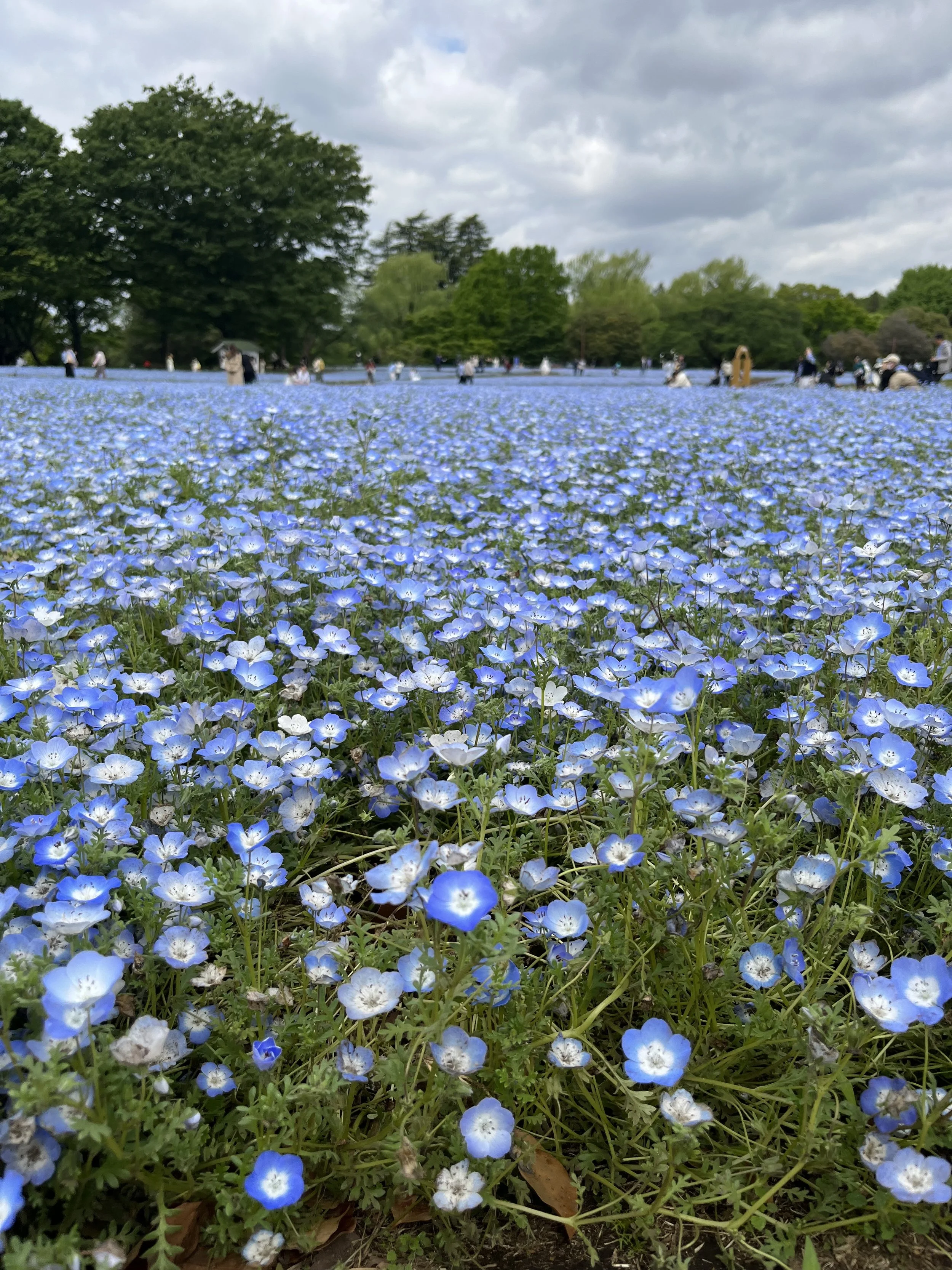  Nemophila flowers- Japanese Home and Sweet Cooking Class in Tokyo