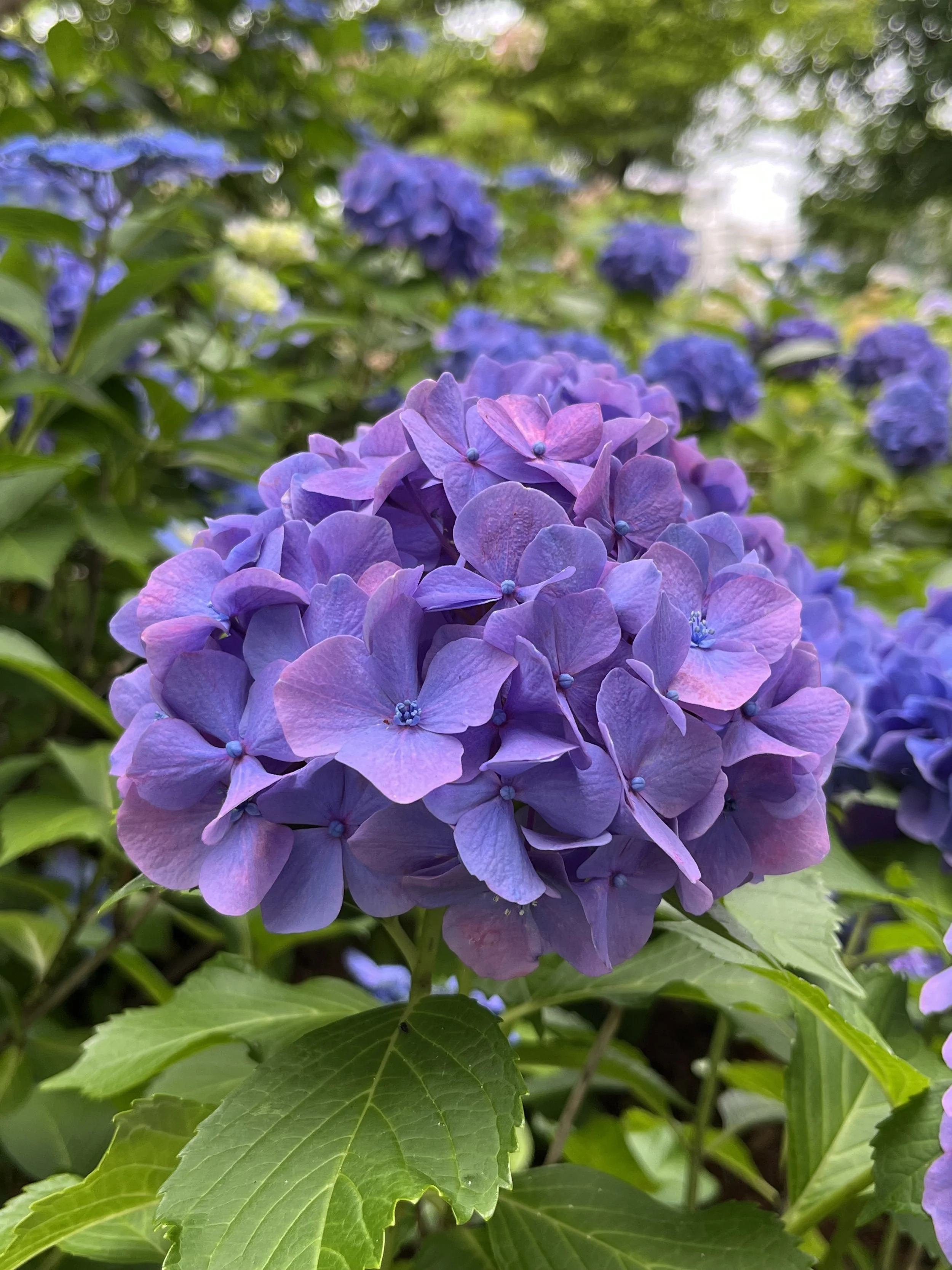 Beautiful Hydrangeas- Japanese Home Cooking and Sweets Class in Tokyo 