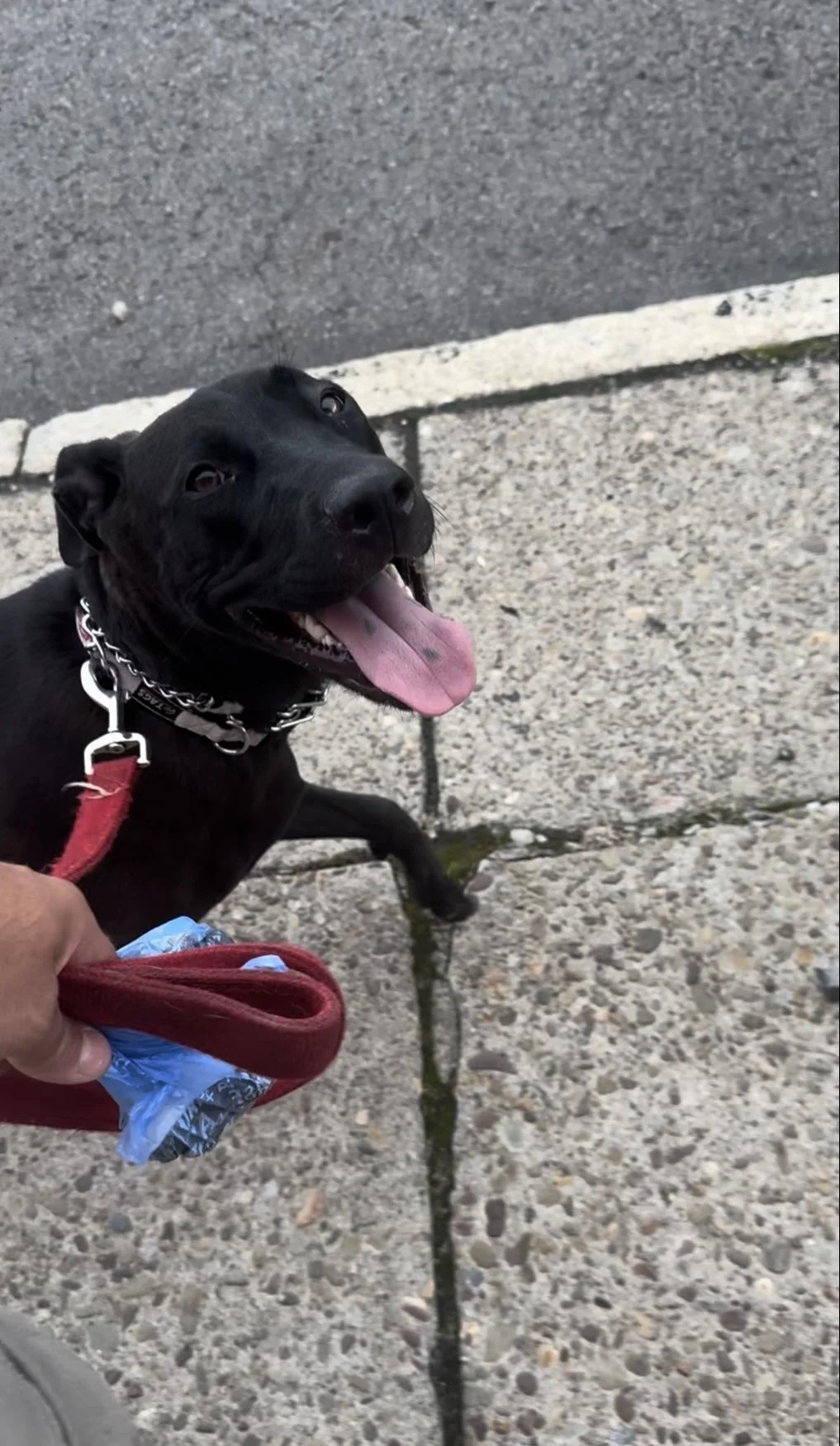 Board &amp; Train vs. Private Lessons: Which One Is Right for Your Dog and Your Family?