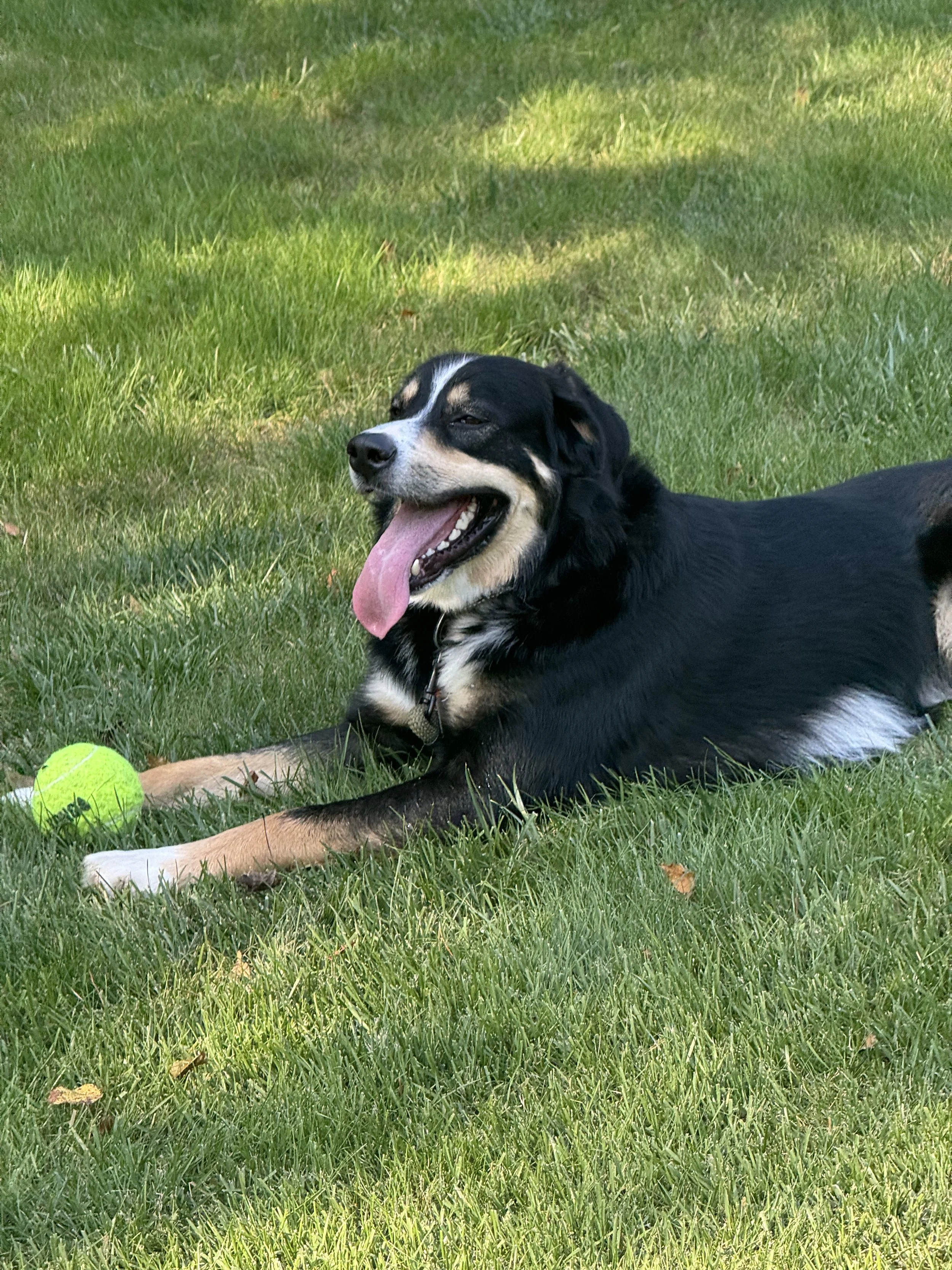 Adult dog calmly resting outdoors during off-leash private training