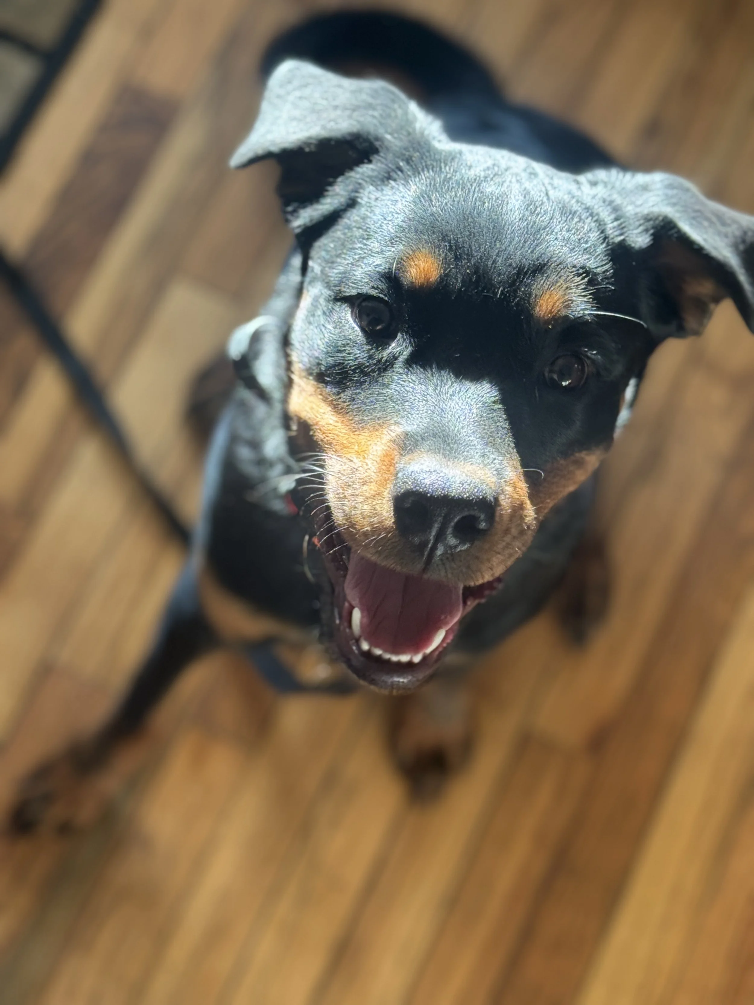 Happy Rottweiler looking up during basic obedience training.