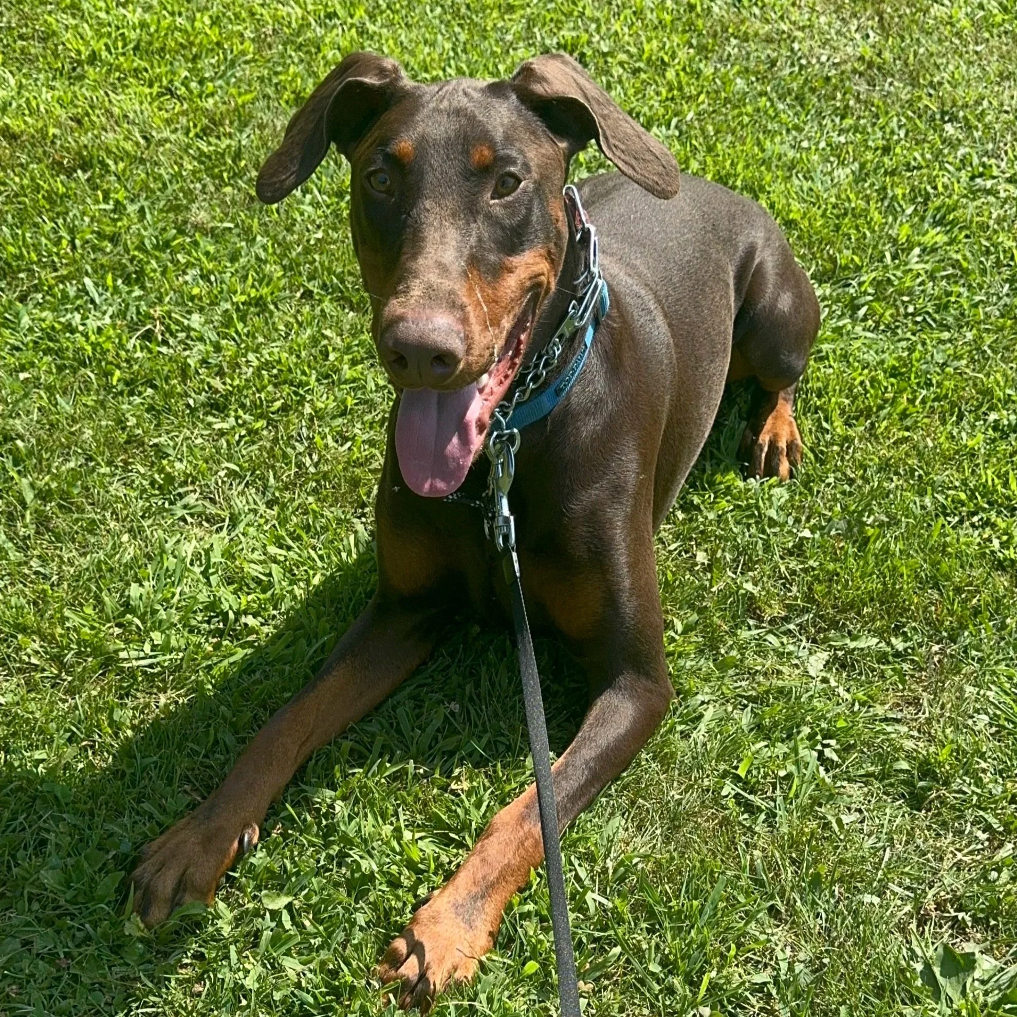 Doberman lying calmly on grass during behavioral board and train program