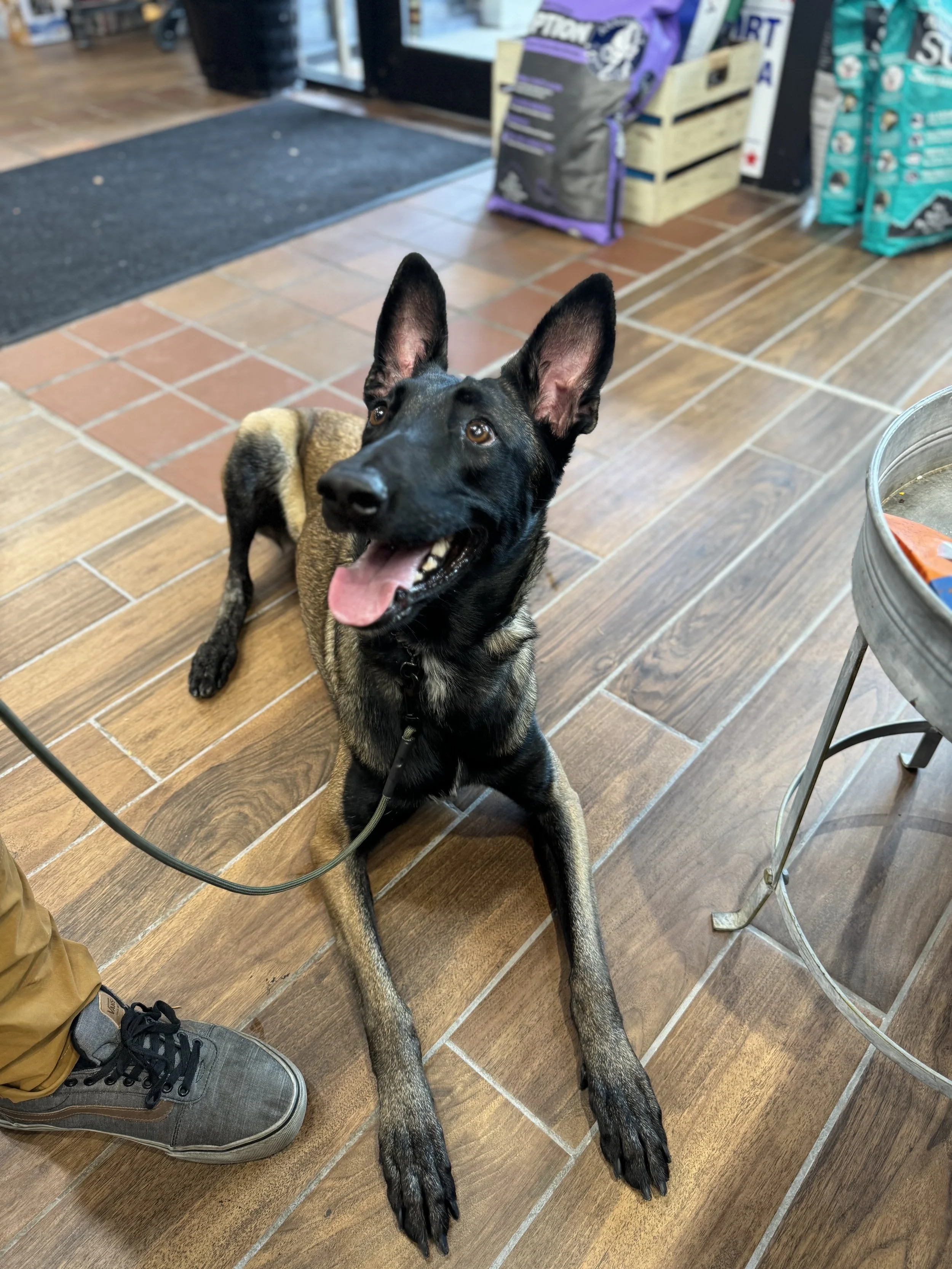 Malinois sitting indoors during one-on-one obedience training.
