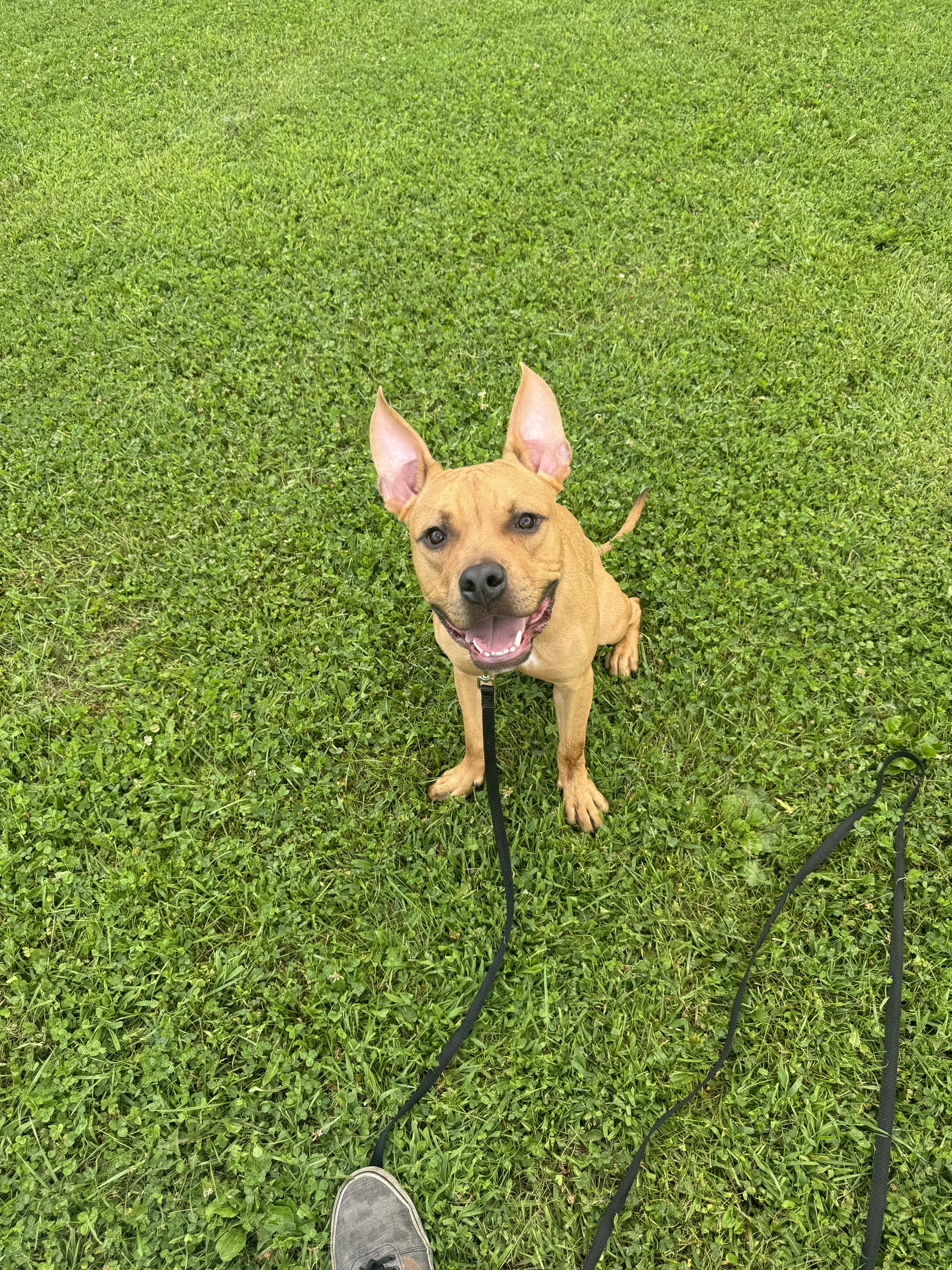 Young puppy practicing foundation training and leash skills on grass.