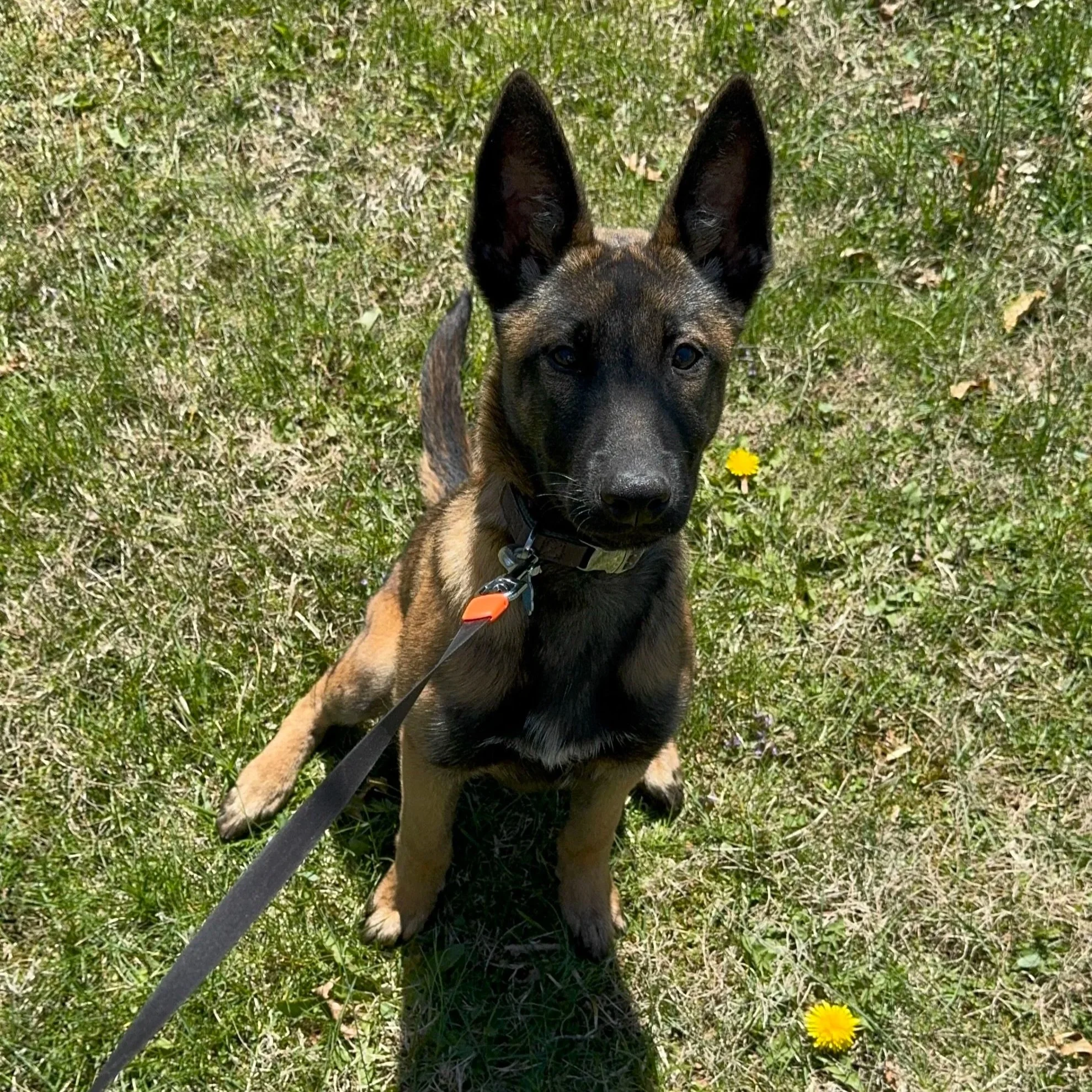 Puppy sitting attentively on leash during board and train program