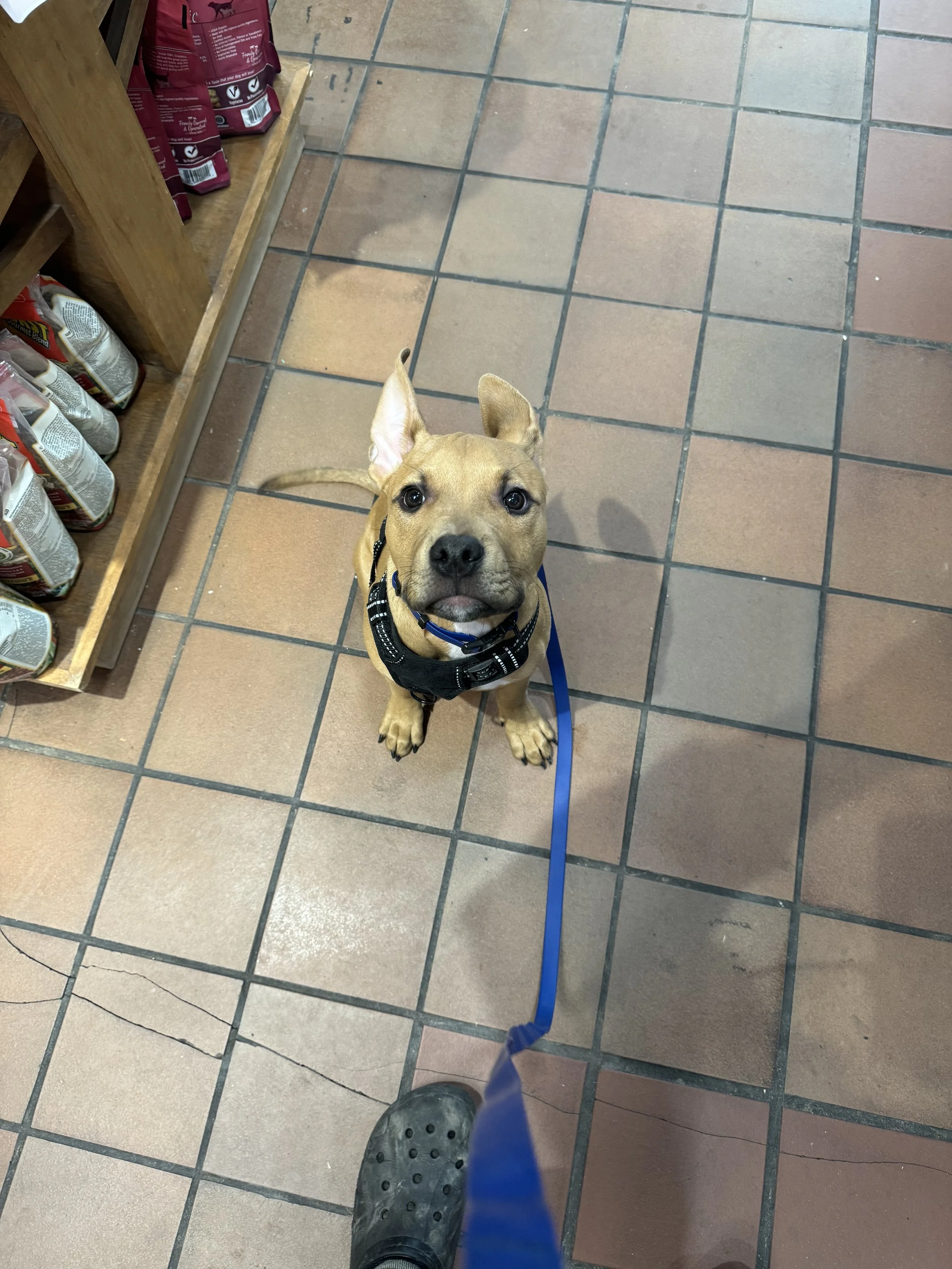 Puppy sitting indoors during private training lesson