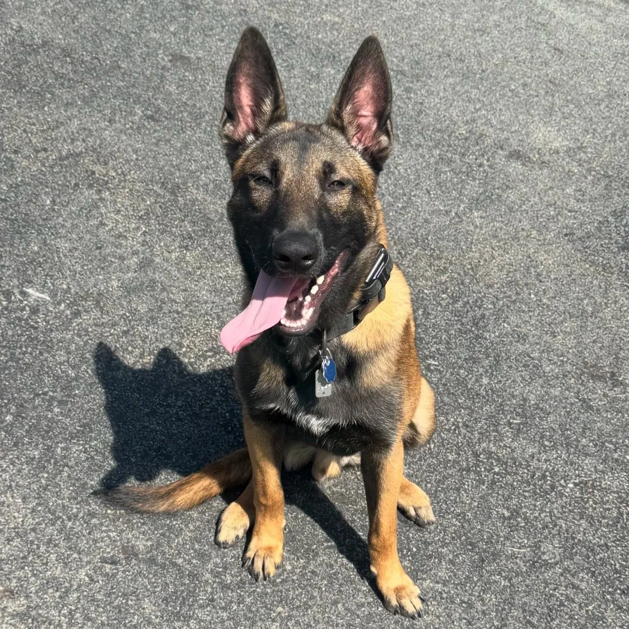 Dog sitting attentively outdoors during off-leash board and train program