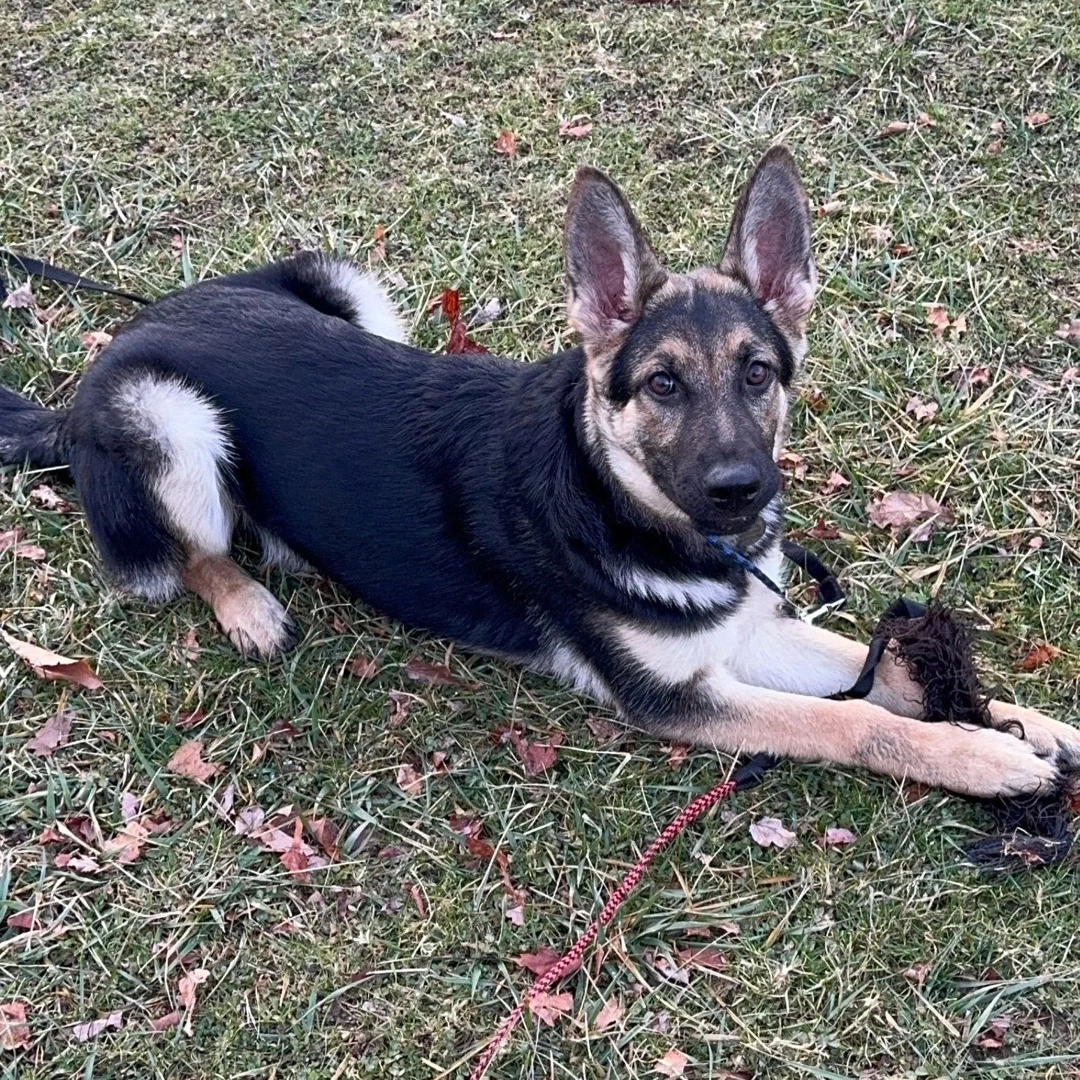 Puppy resting calmly outdoors during board and train program
