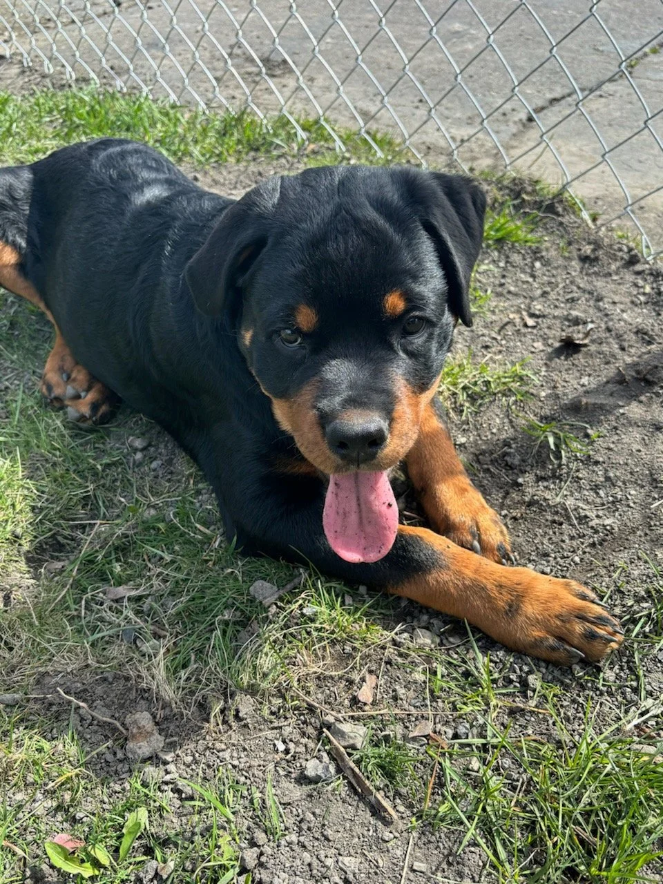 Young puppy resting calmly outdoors during private training session