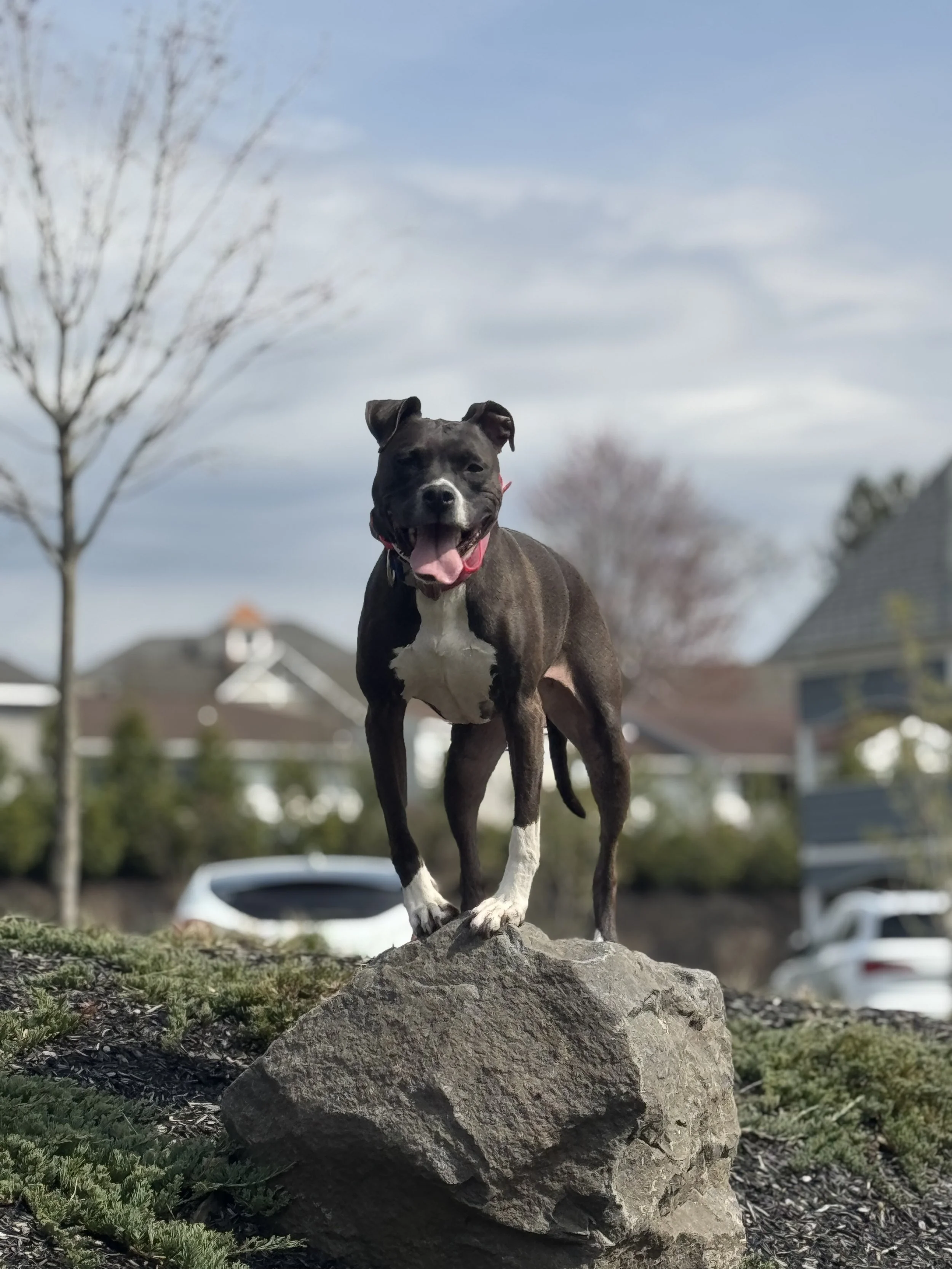 Dog practicing training commands outdoors during a board and train session.