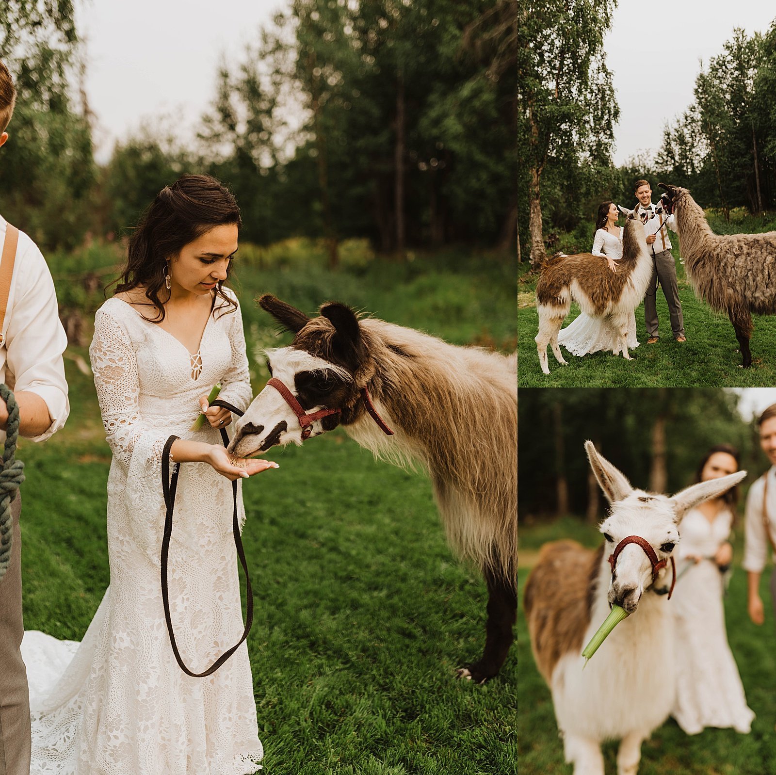  Bride feeds animal at a day-after llama session 