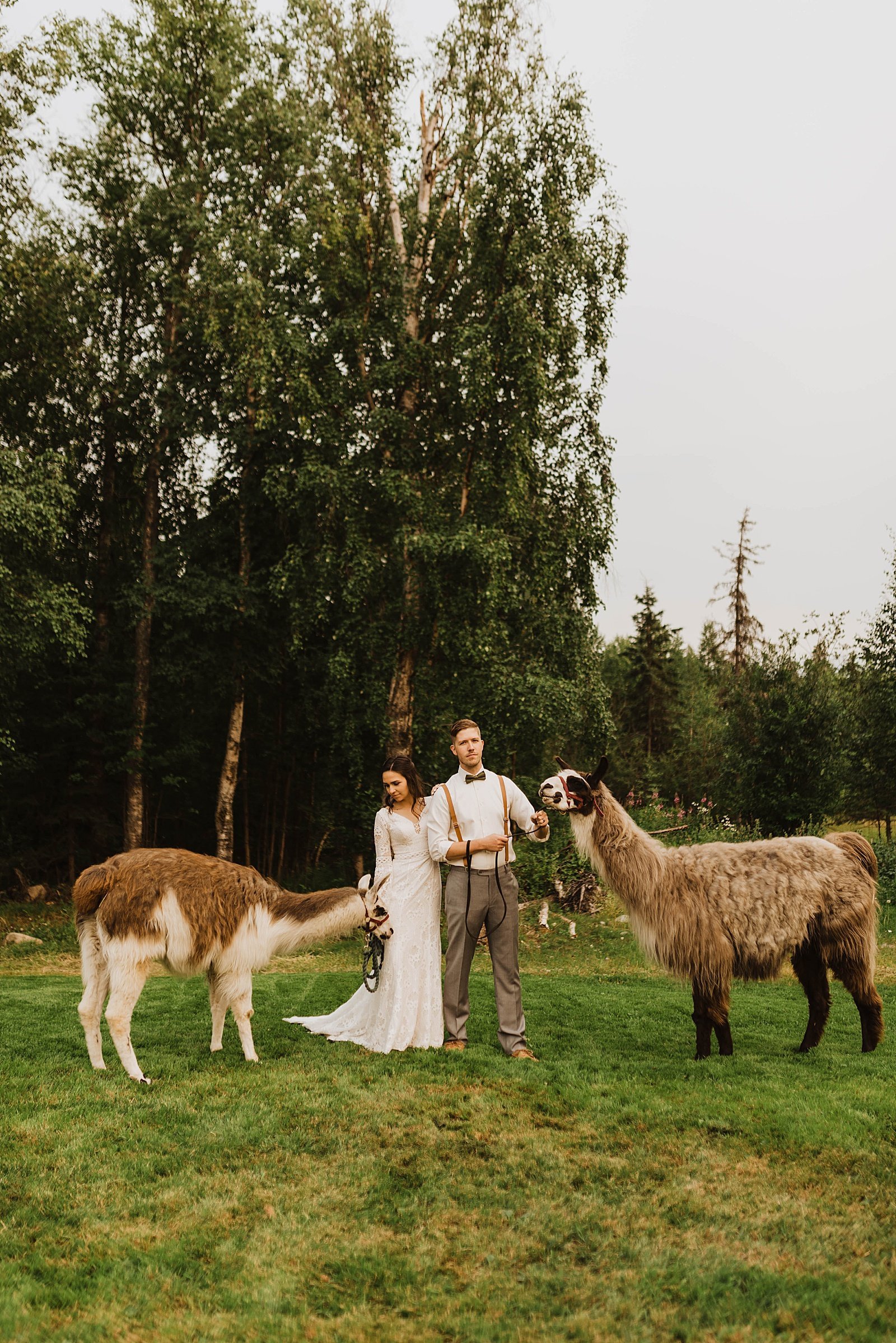  Bride and groom pose with animals for their day-after llama session 