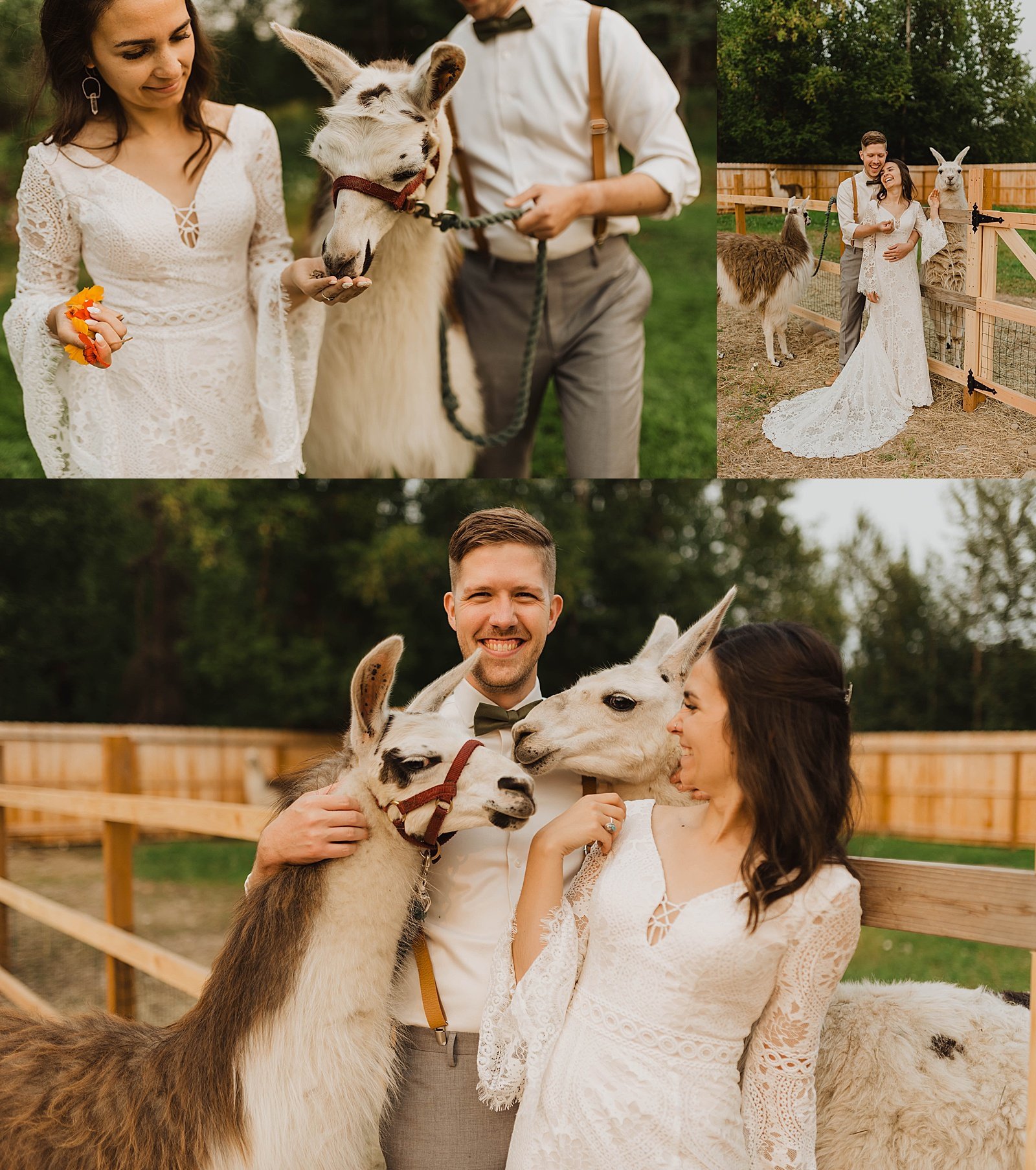  animal kissing towards bride at her day-after llama session 