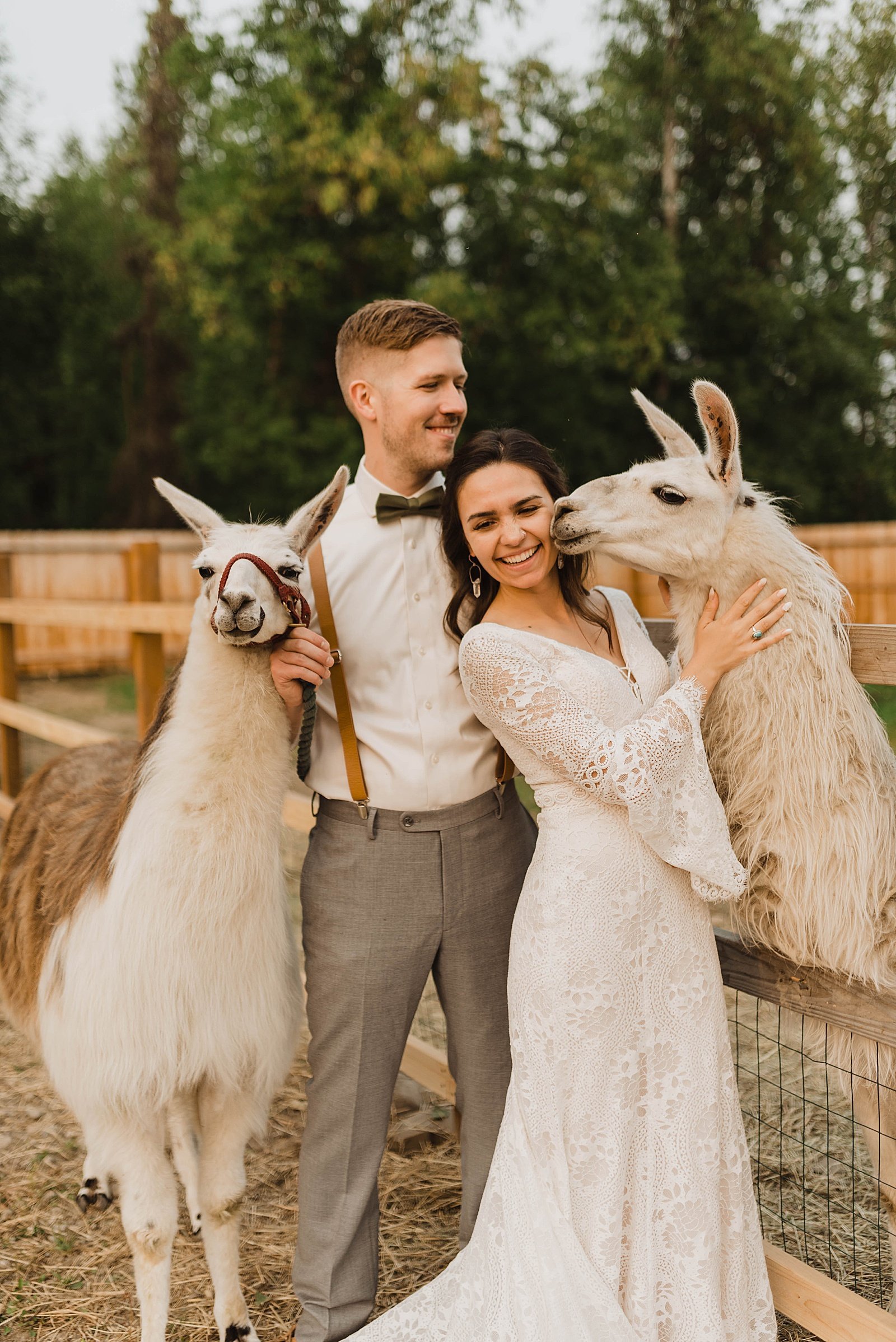  Animal kissing brides cheek for a day-after llama session in Alaska. 