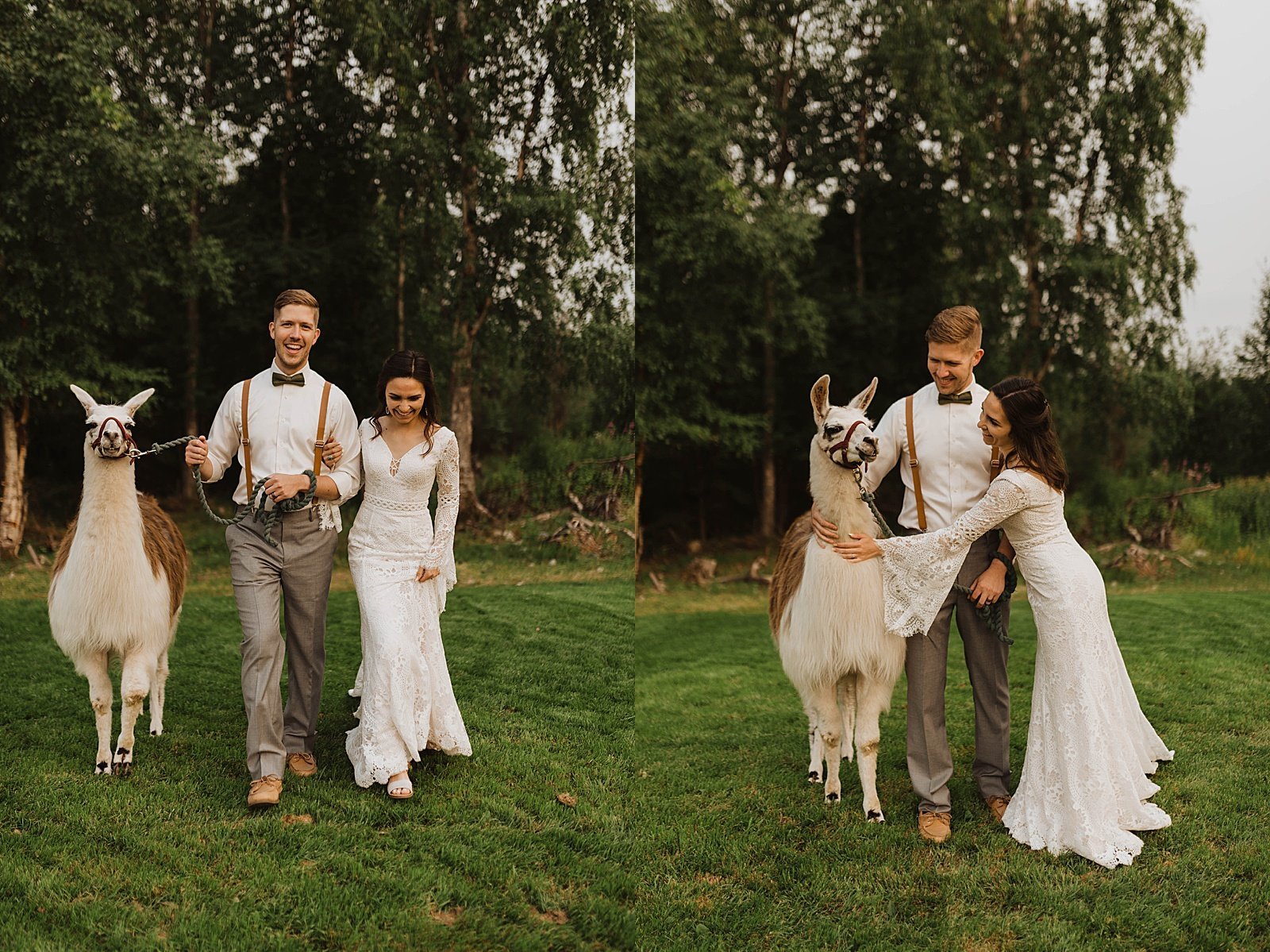  Bride and groom walking in a field with animals for their day-after llama session 