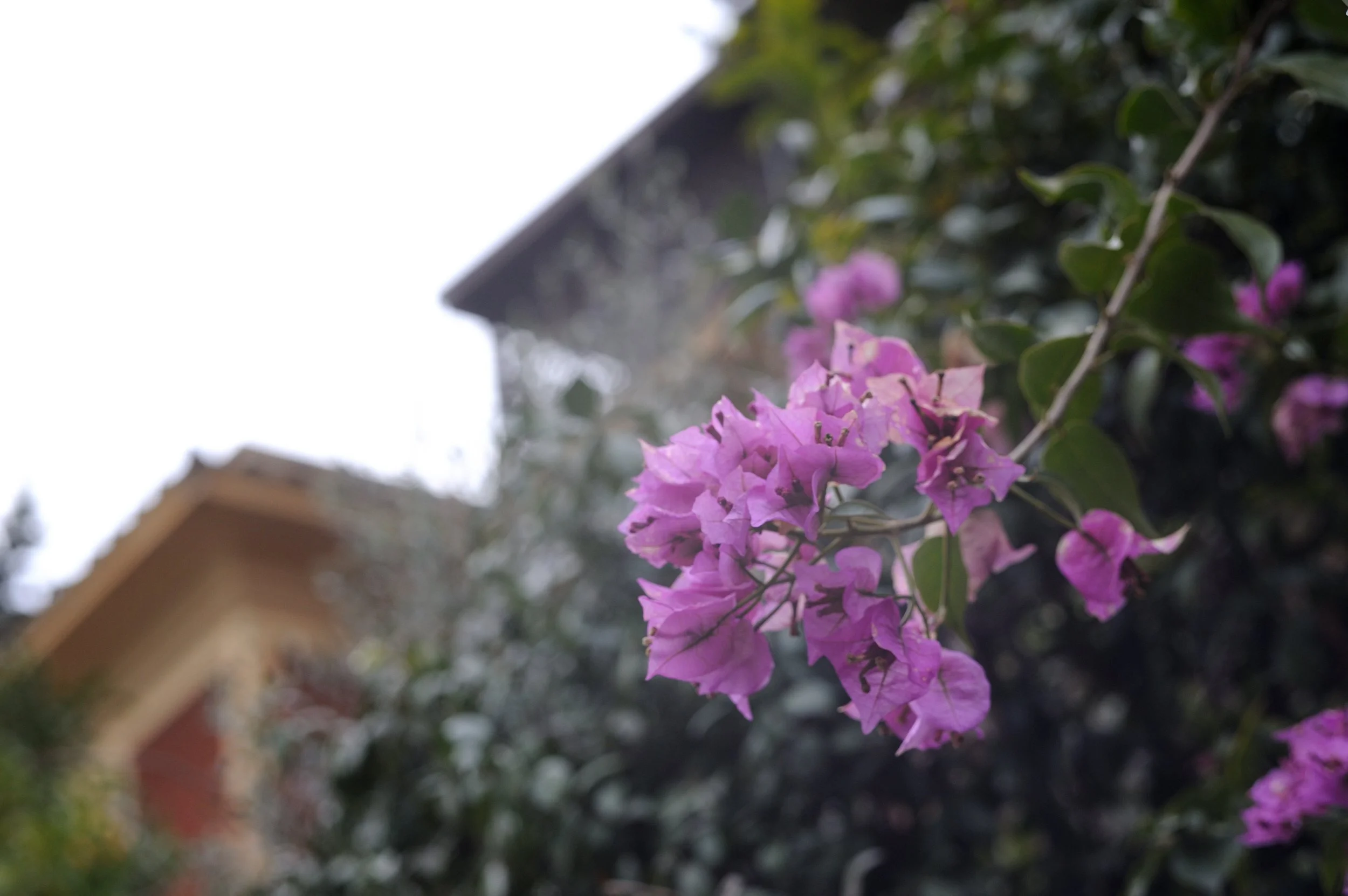 a cavallo a carnevale_4726.JPG