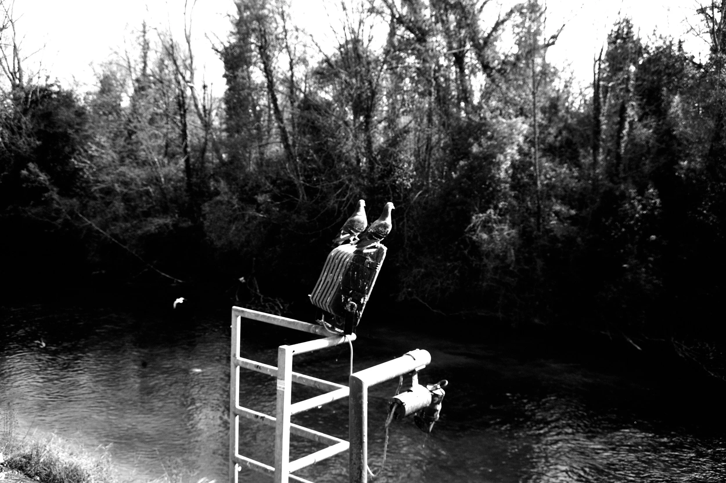 a cavallo a carnevale_4818.JPG