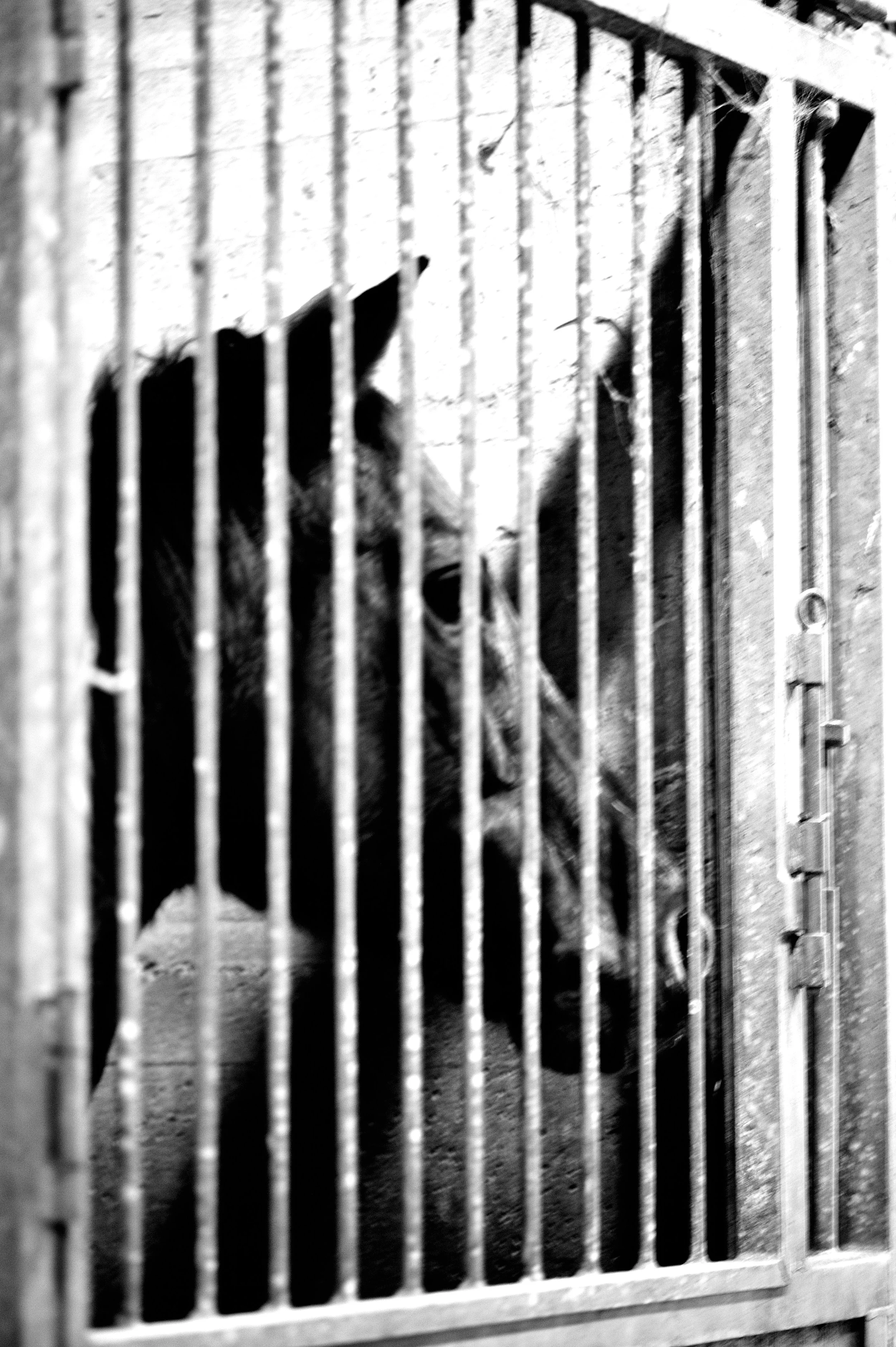 a cavallo a carnevale_4697.JPG