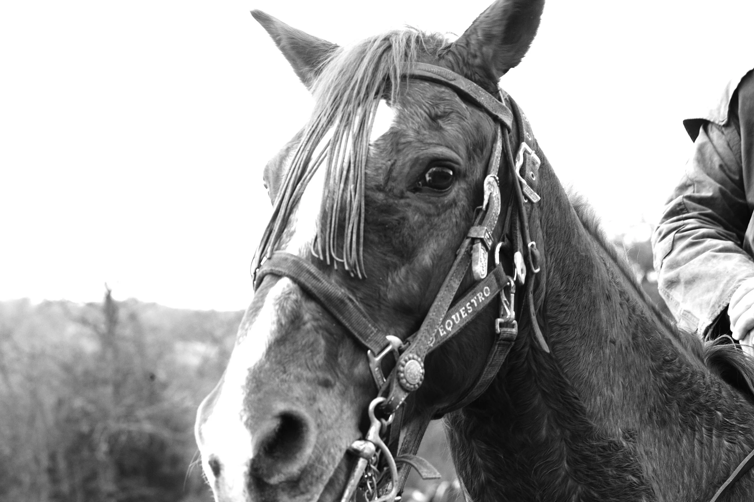 a cavallo a carnevale_4674.JPG