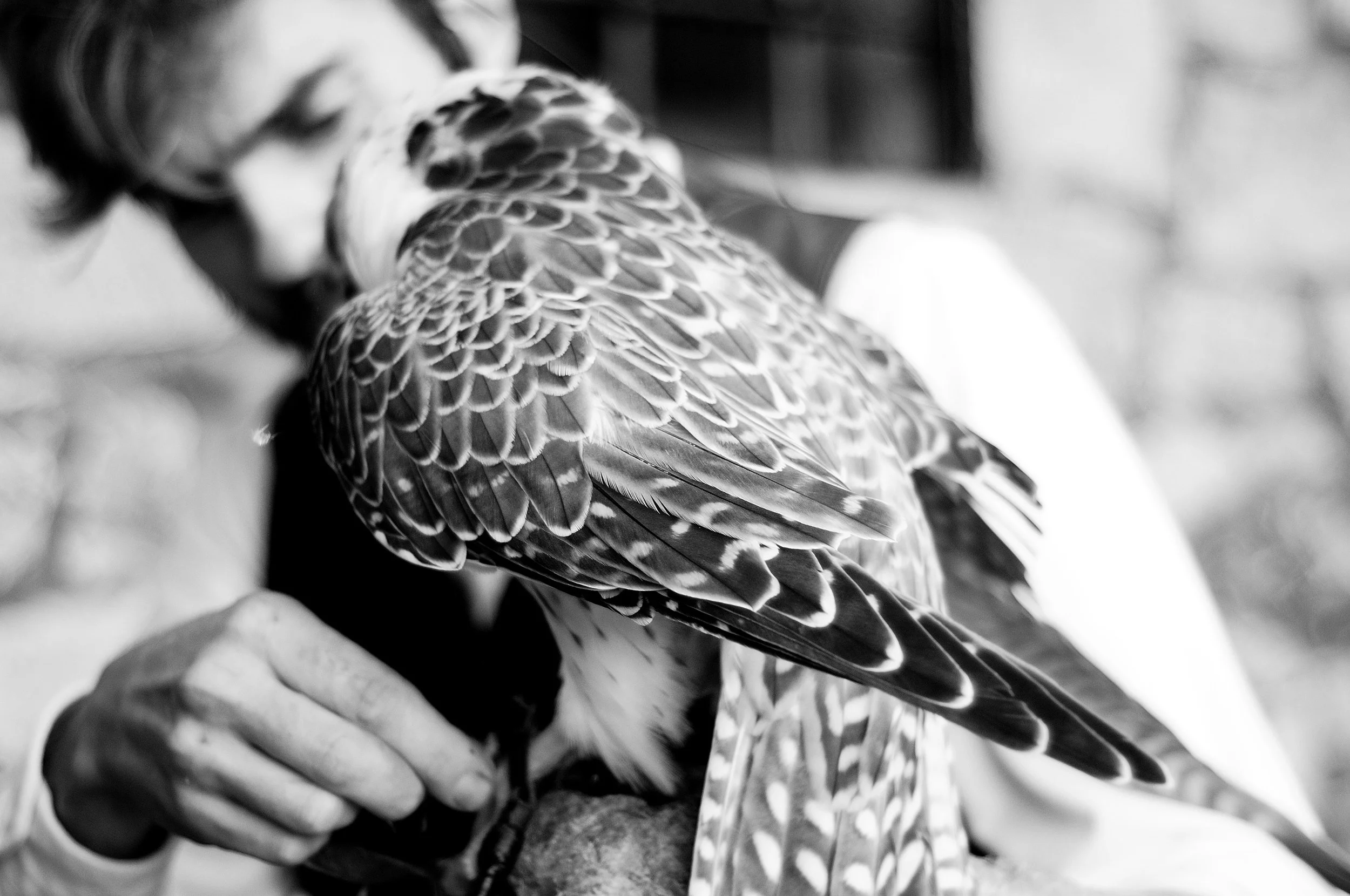 a cavallo a carnevale_5208.JPG