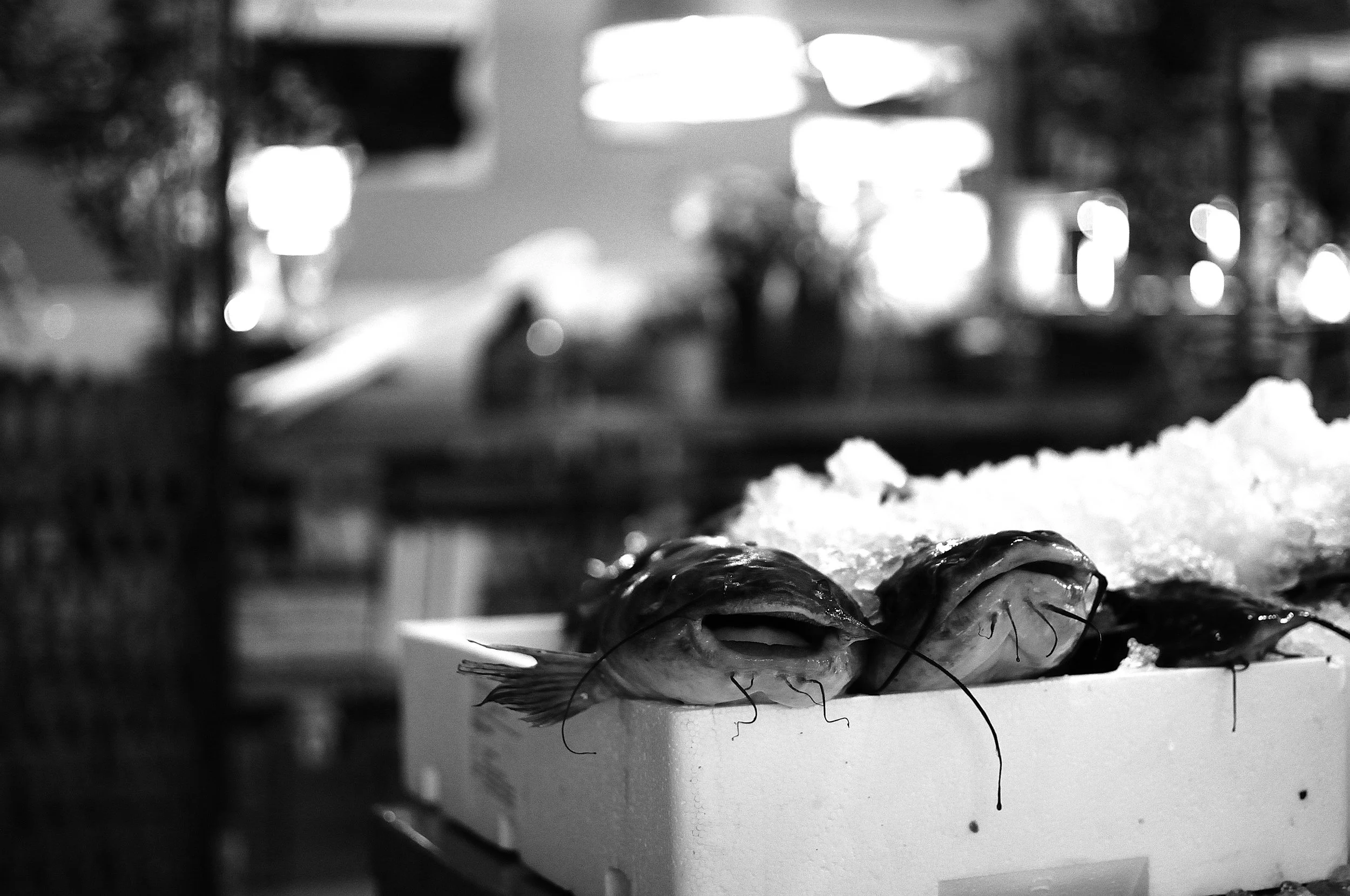 pesci mostri_434.JPG