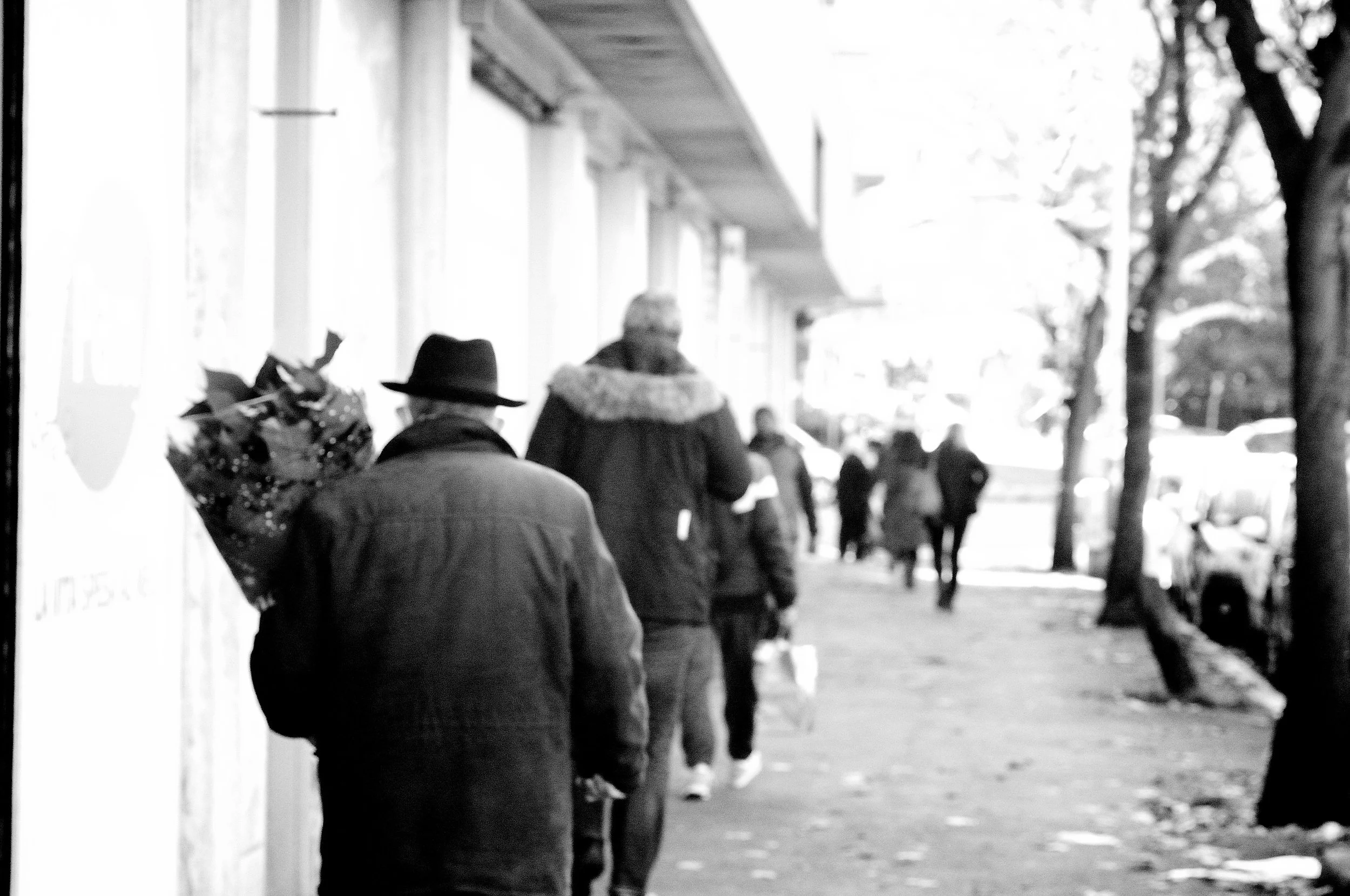 tufello stella di natale_1277.JPG