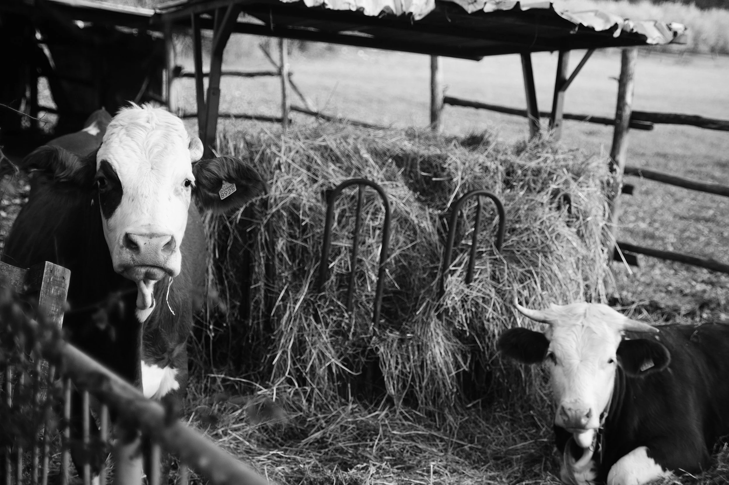 le due mucche_3178.JPG