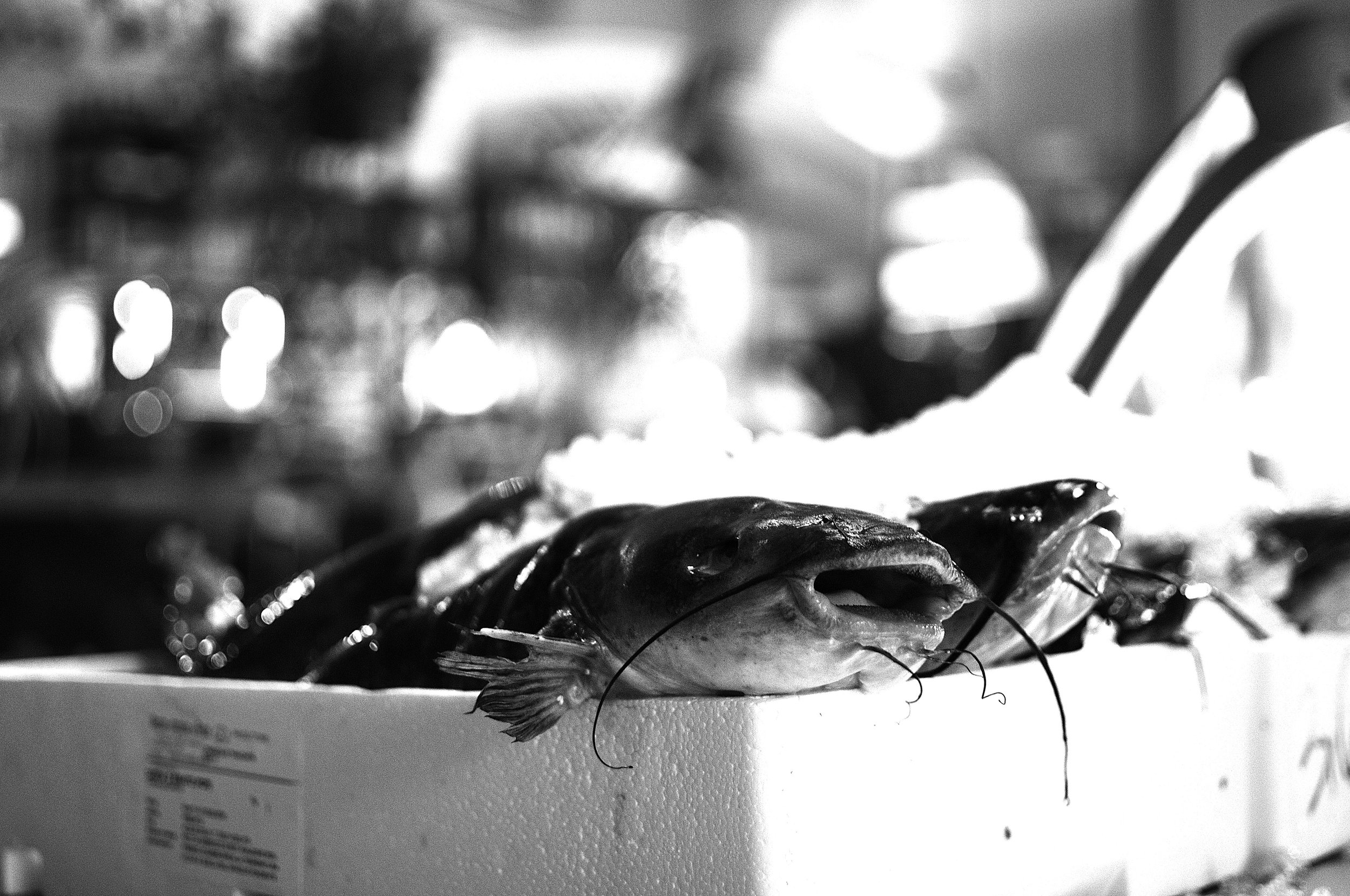 pesci mostri3_436.JPG