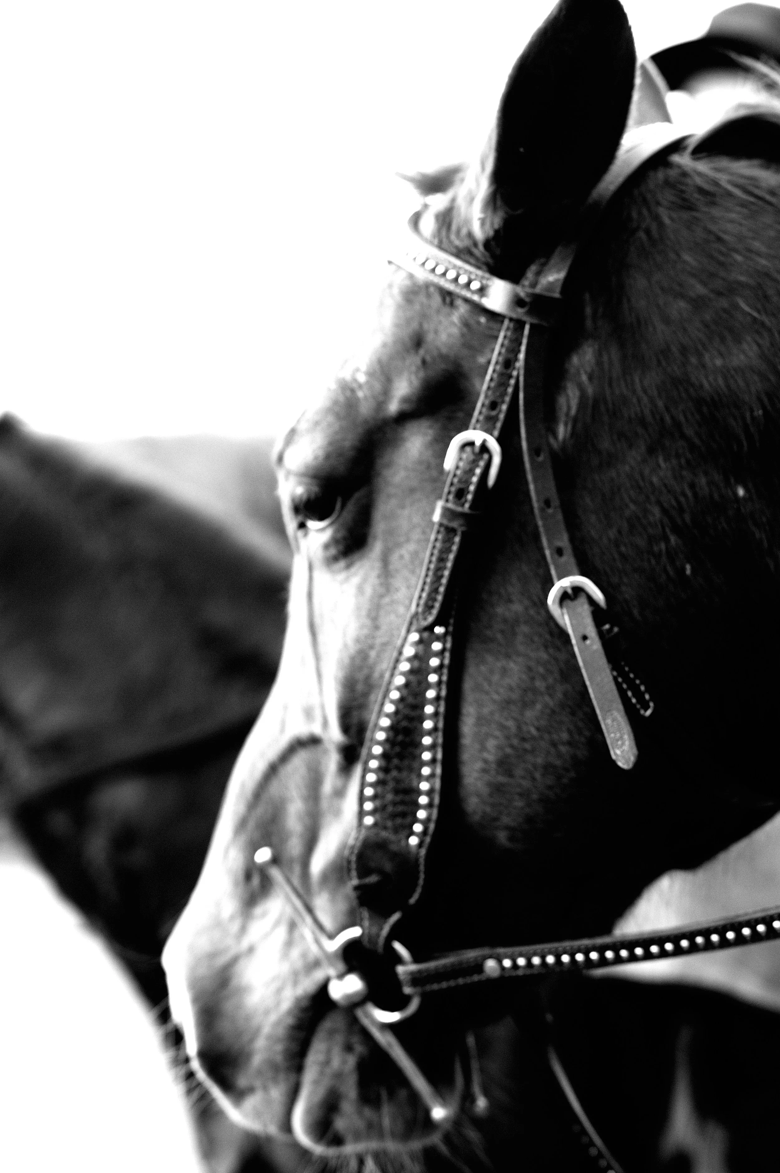 a cavallo a carnevale_4638.JPG