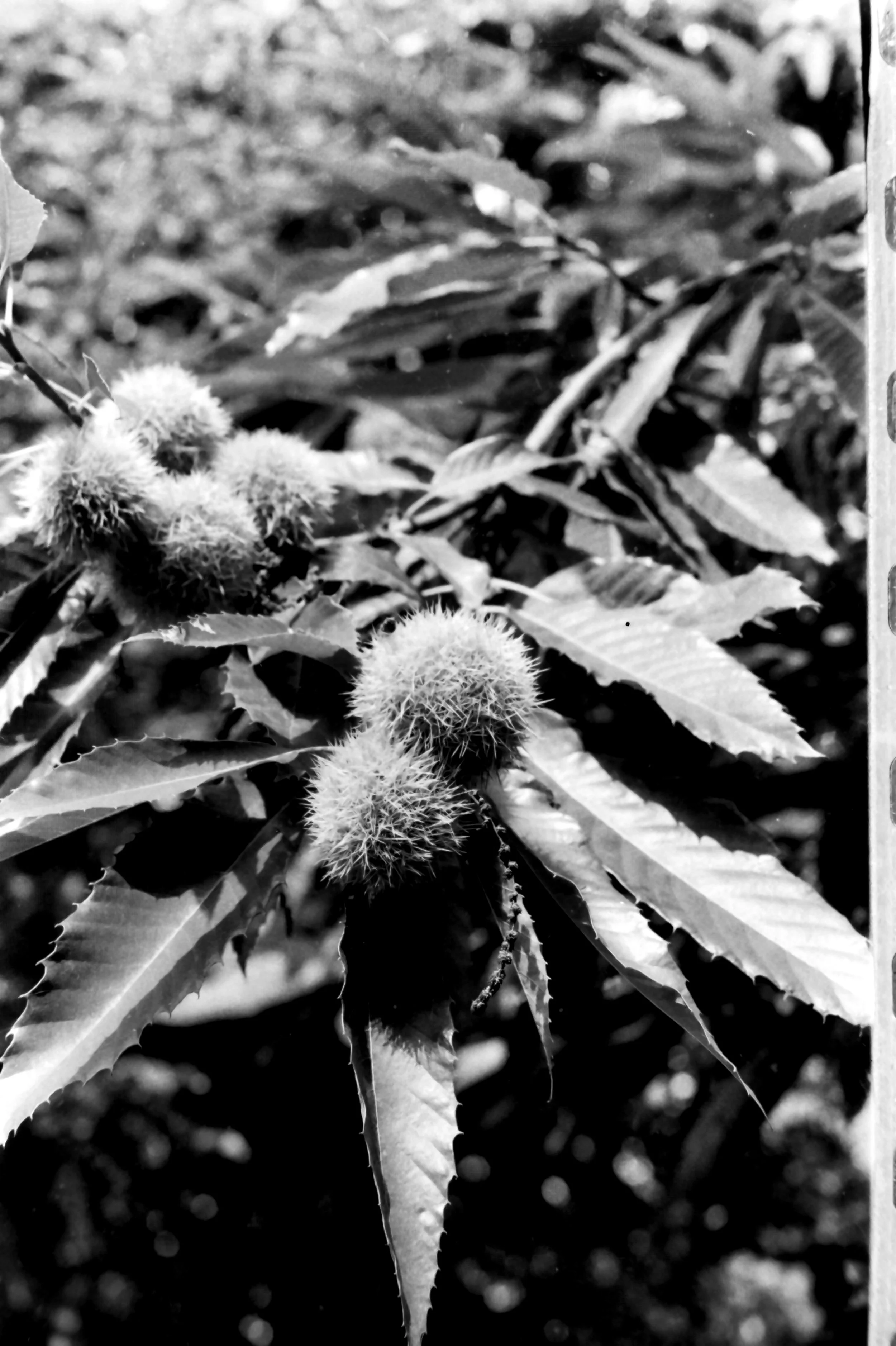 roffeno settembre_9107.JPG