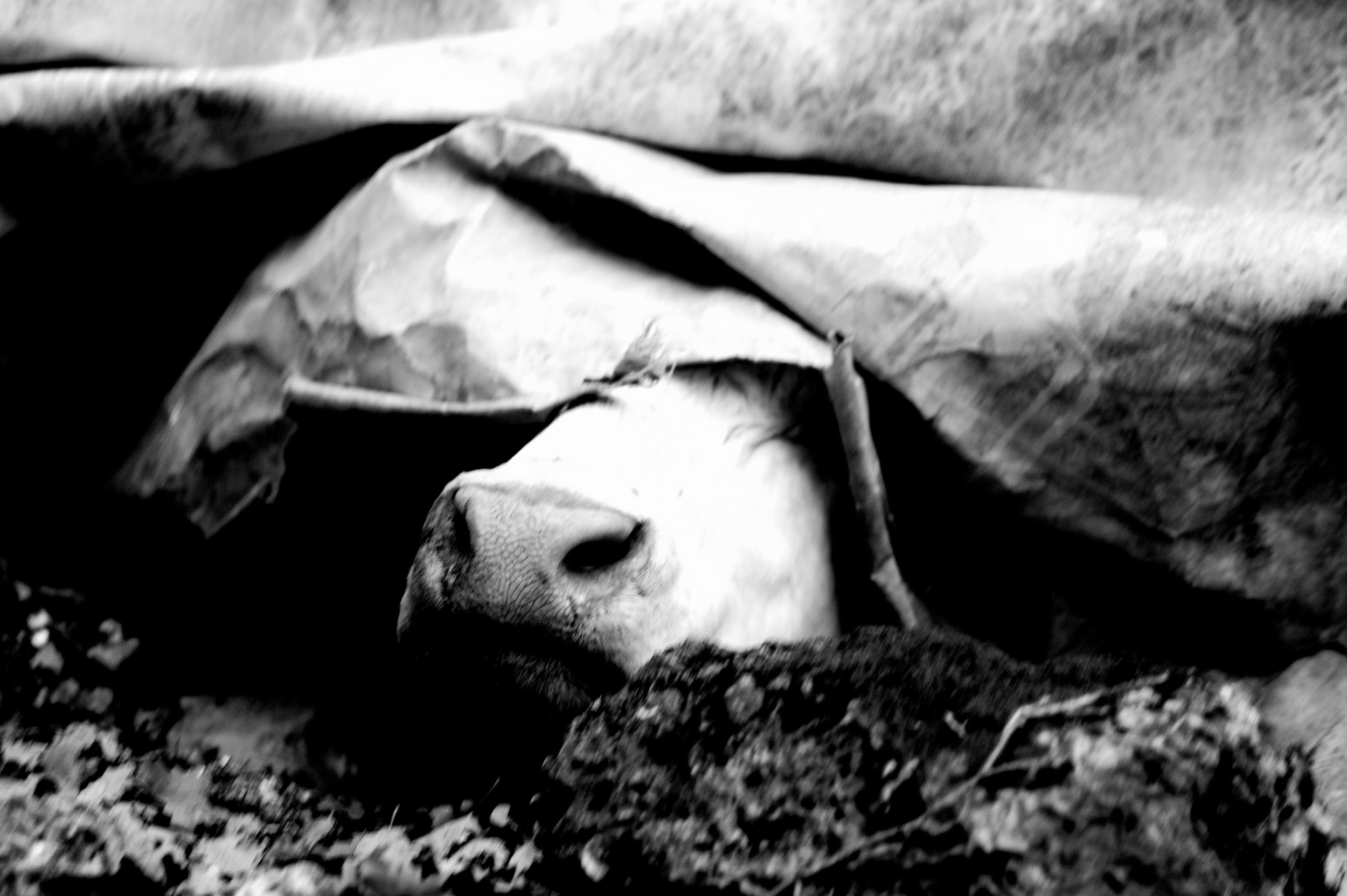 mucca pazza_2958.JPG