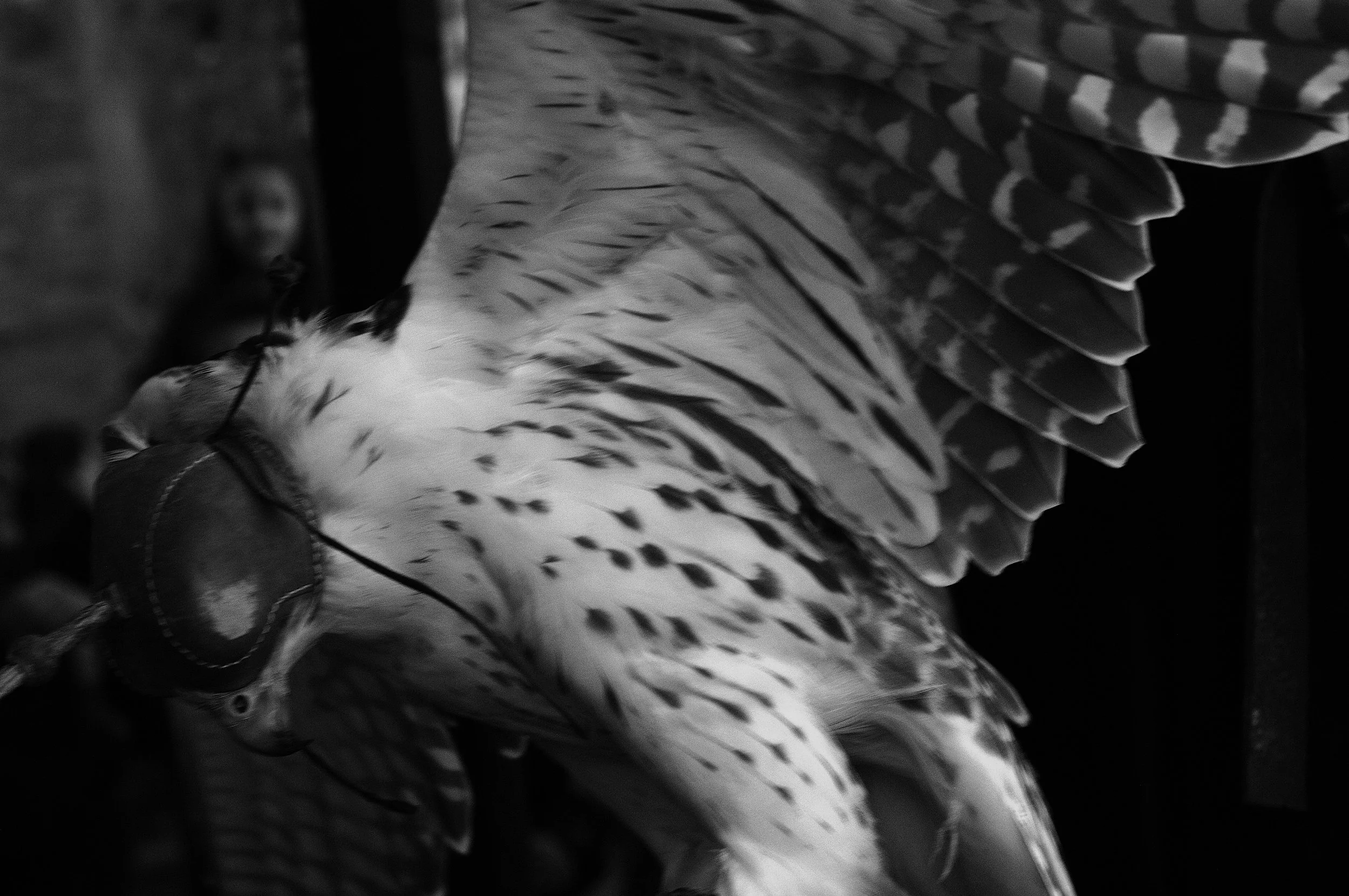 a cavallo a carnevale_5187.JPG