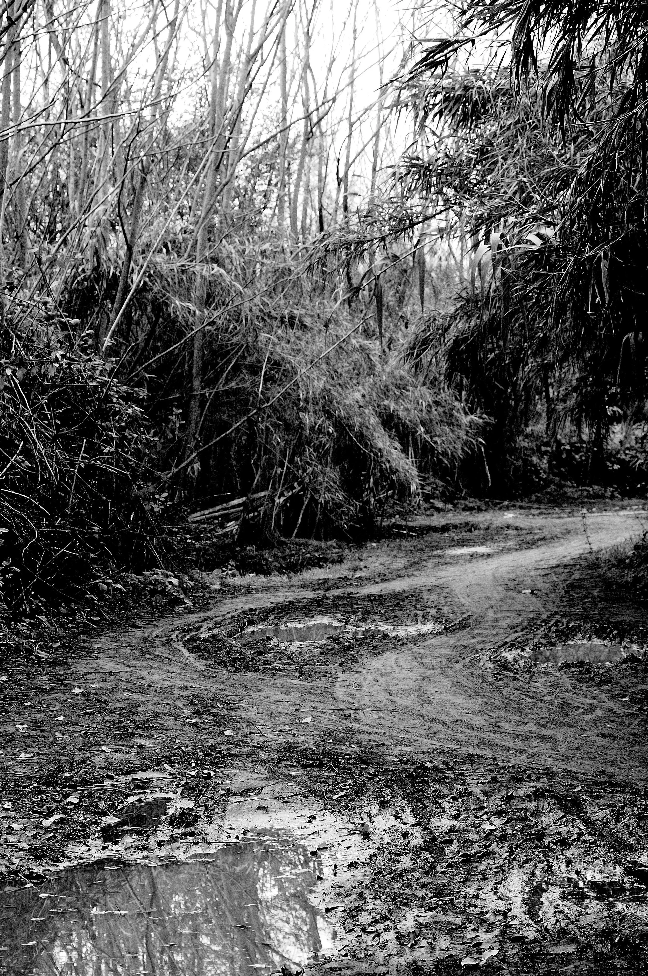 sentiero fango_1407.JPG