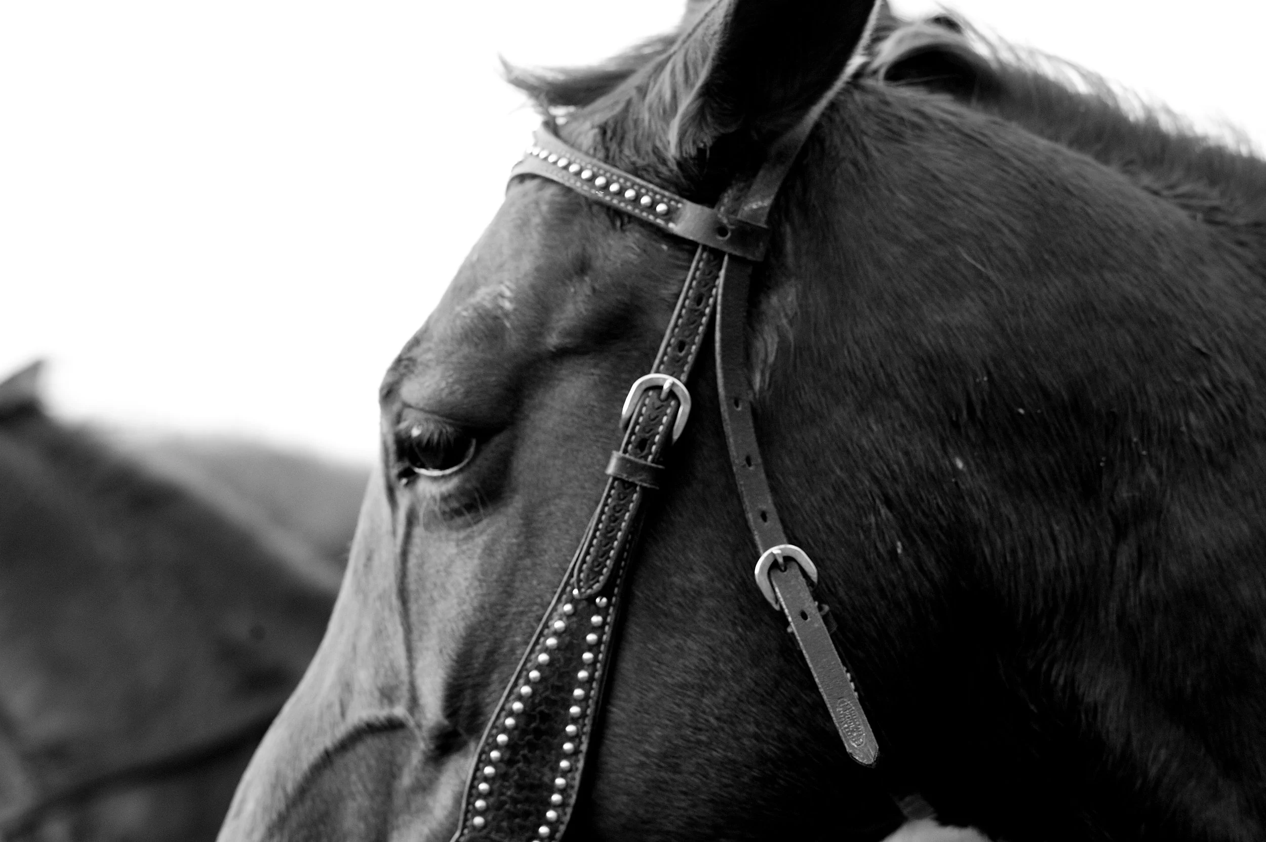a cavallo a carnevale_4637.JPG