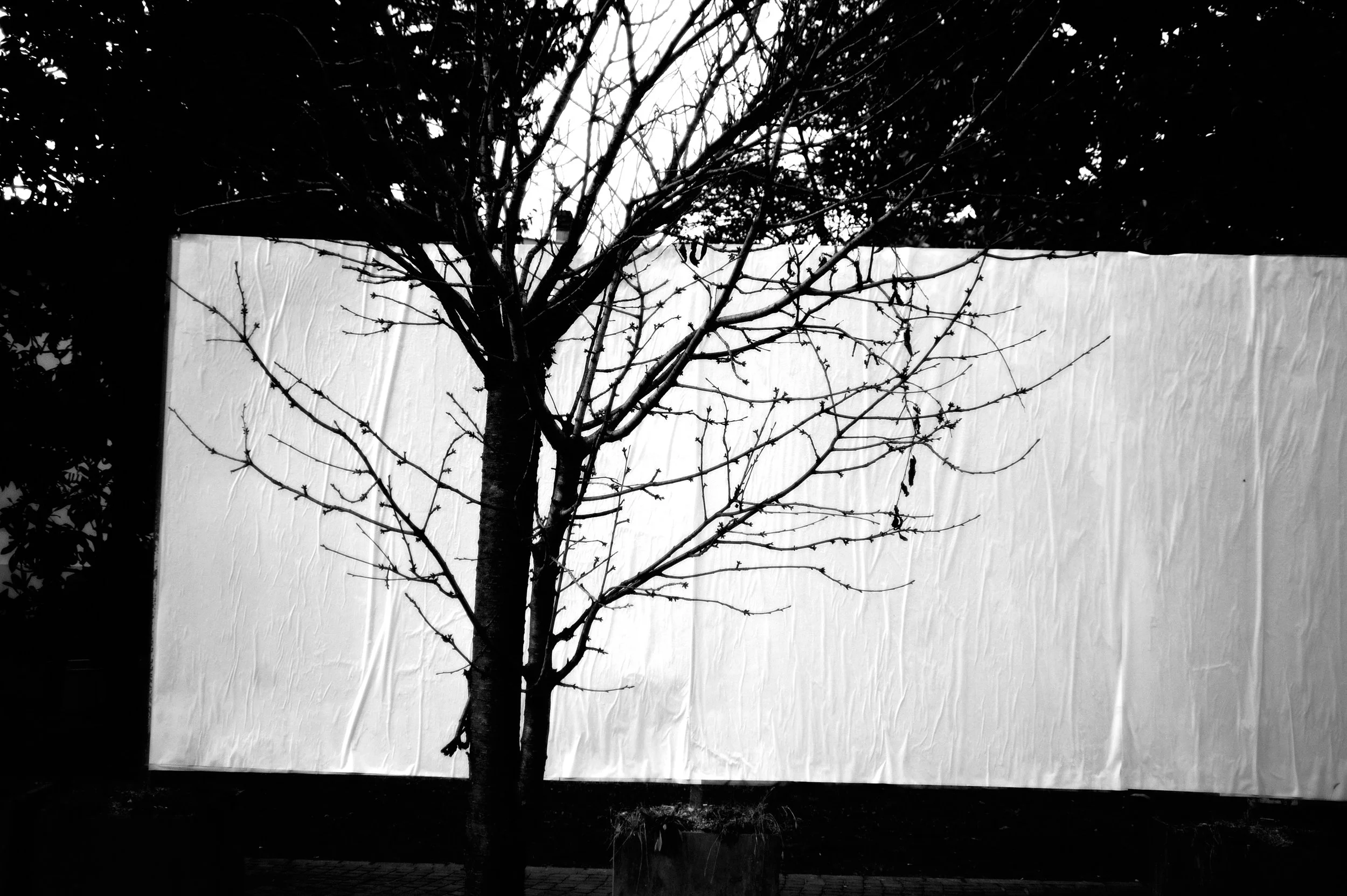 a cavallo a carnevale_4750.JPG